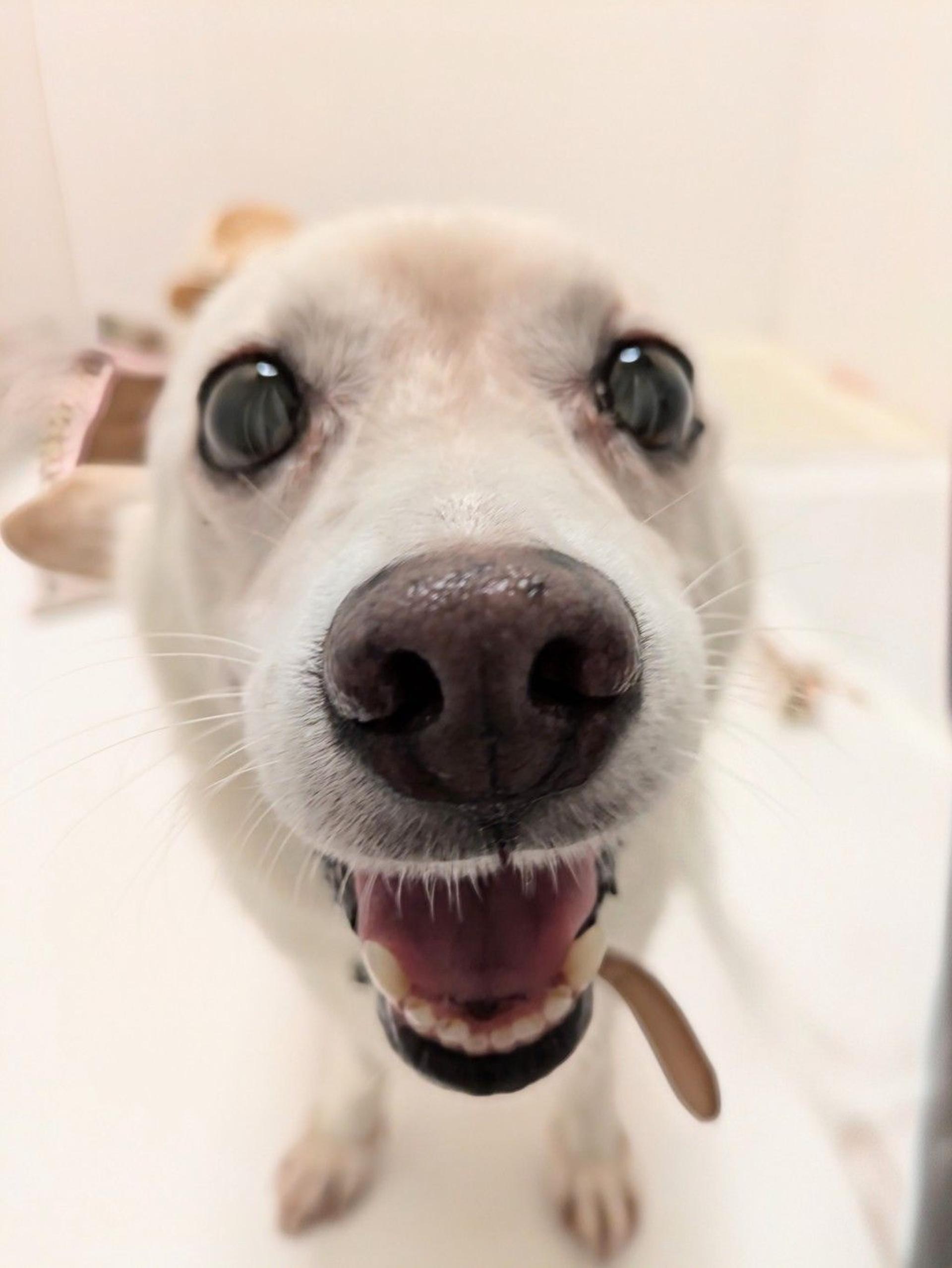 pet-image-2