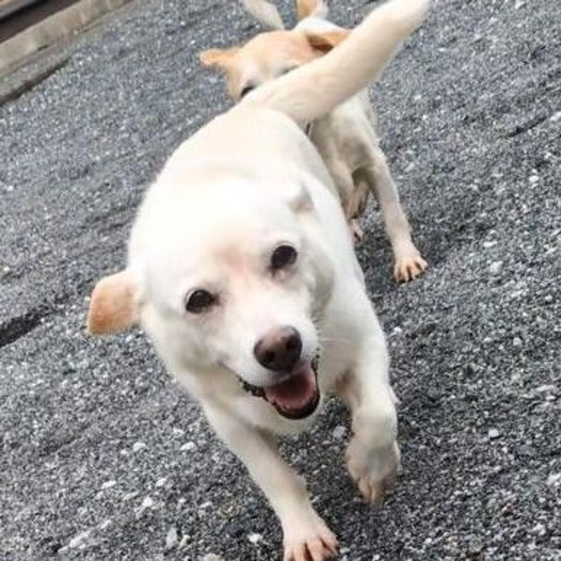 pet-image-5