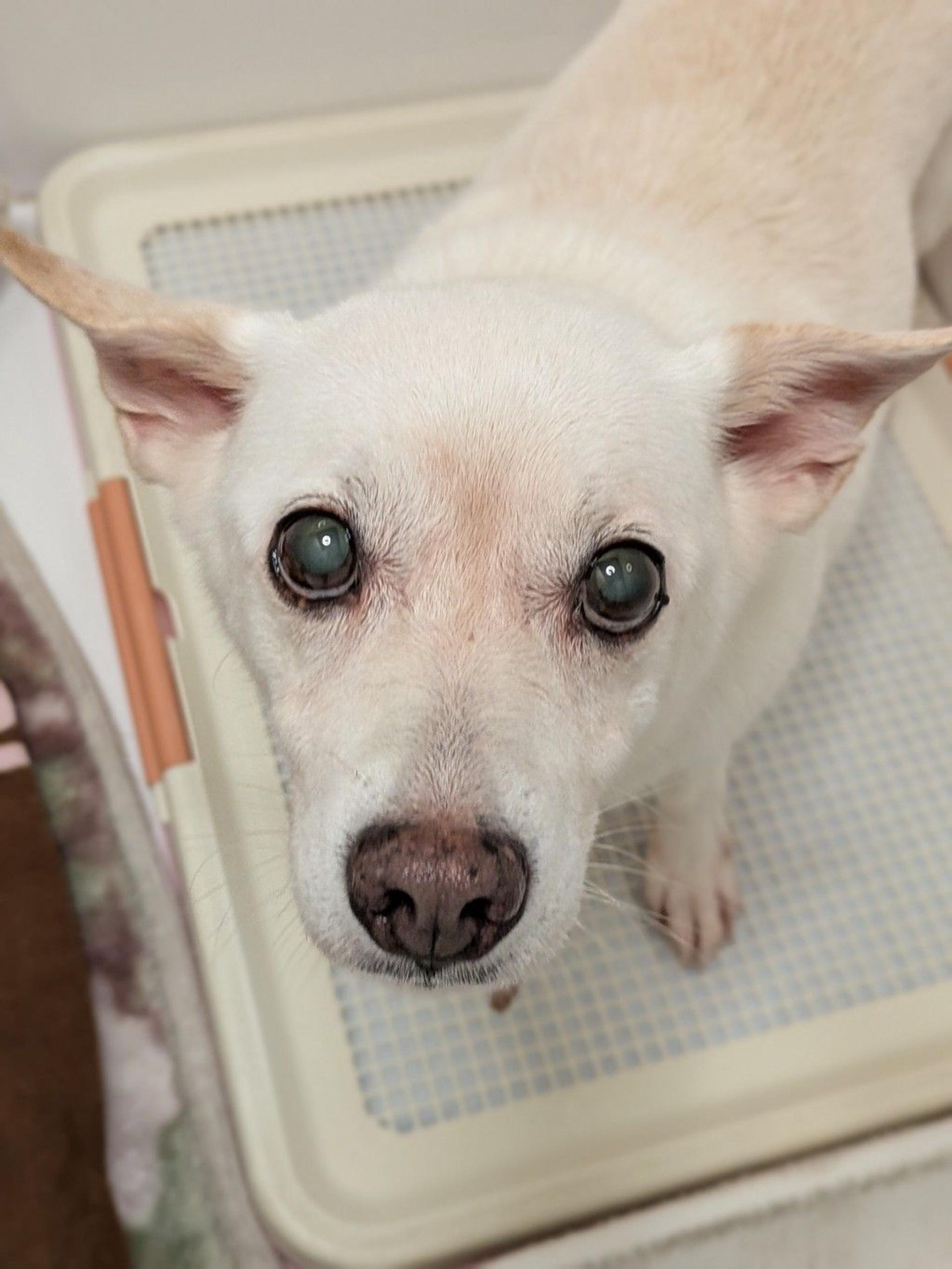 pet-image-6