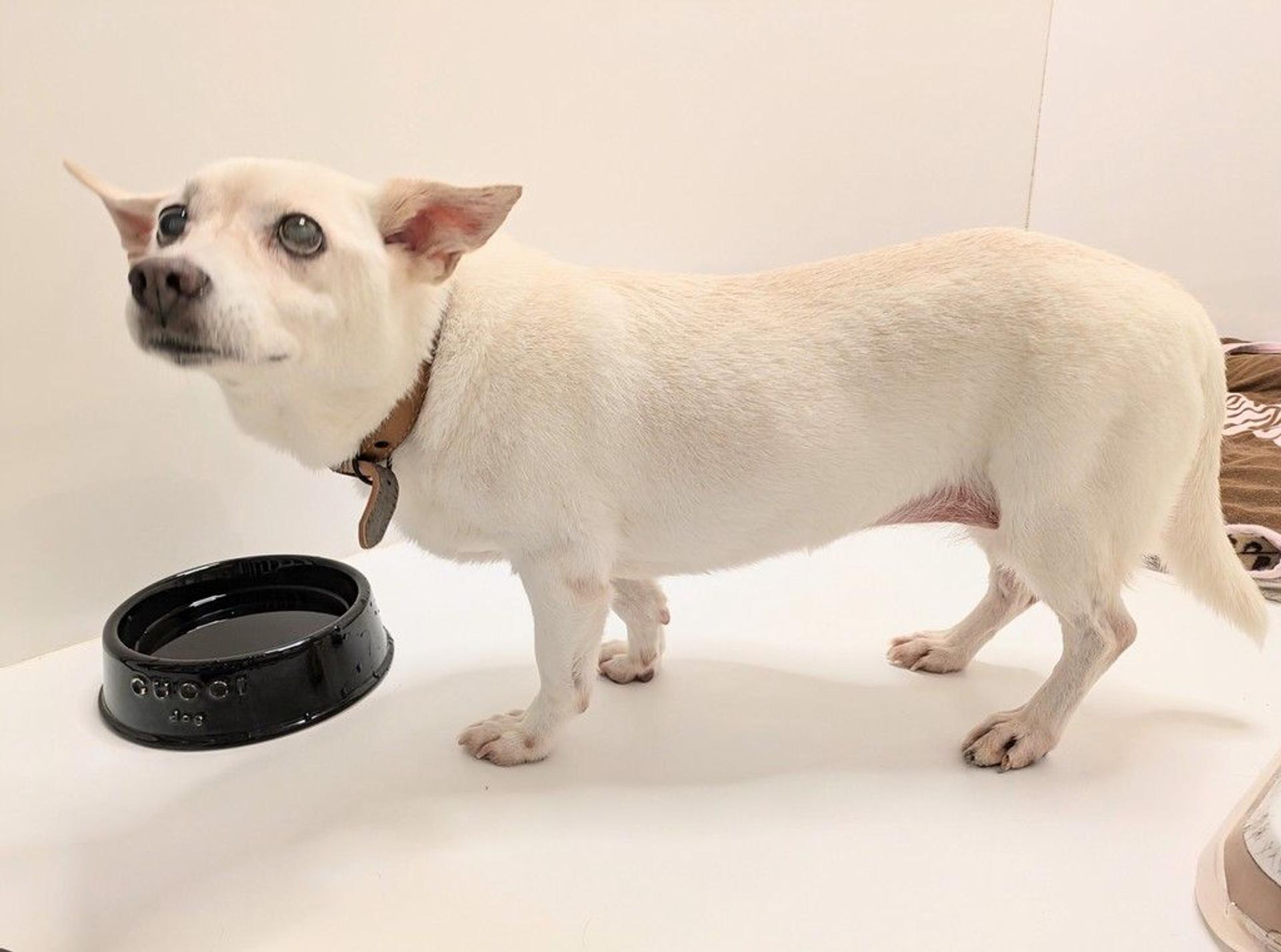 pet-image-8