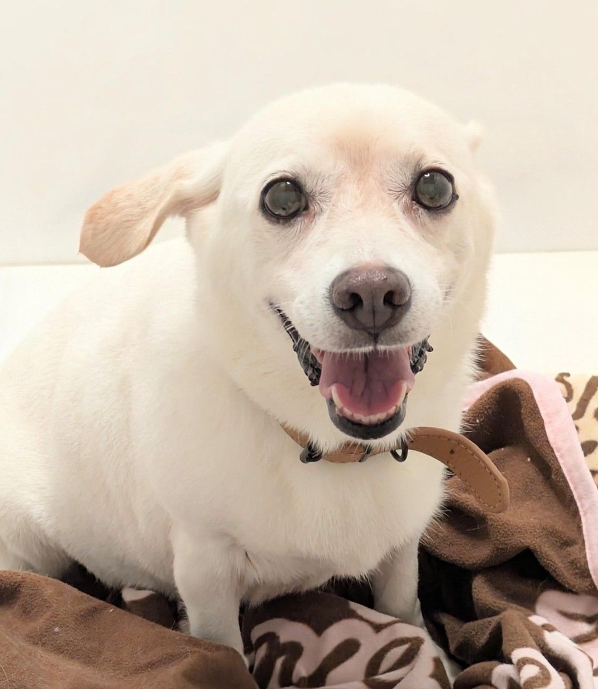 pet-image-9