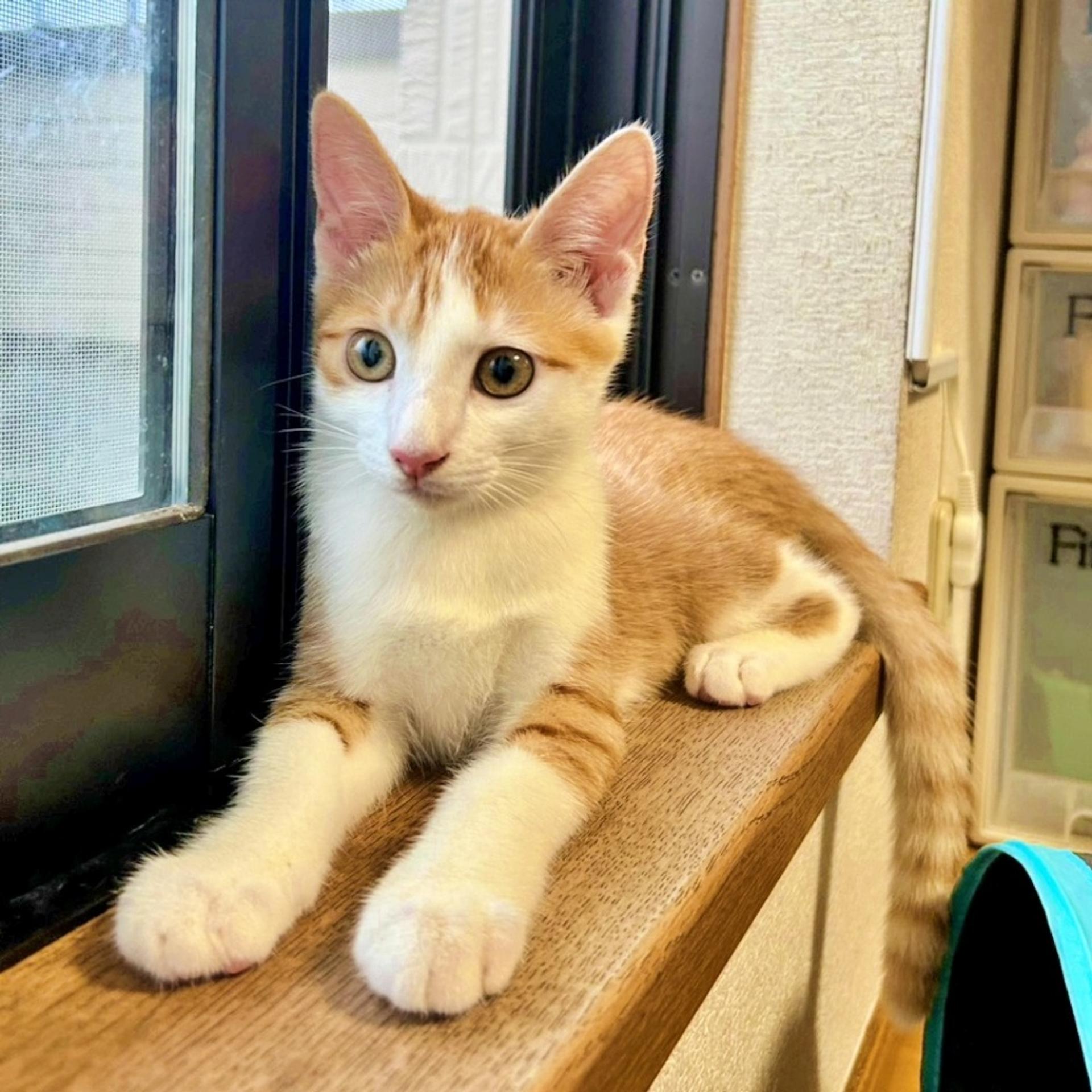 pet-image-2
