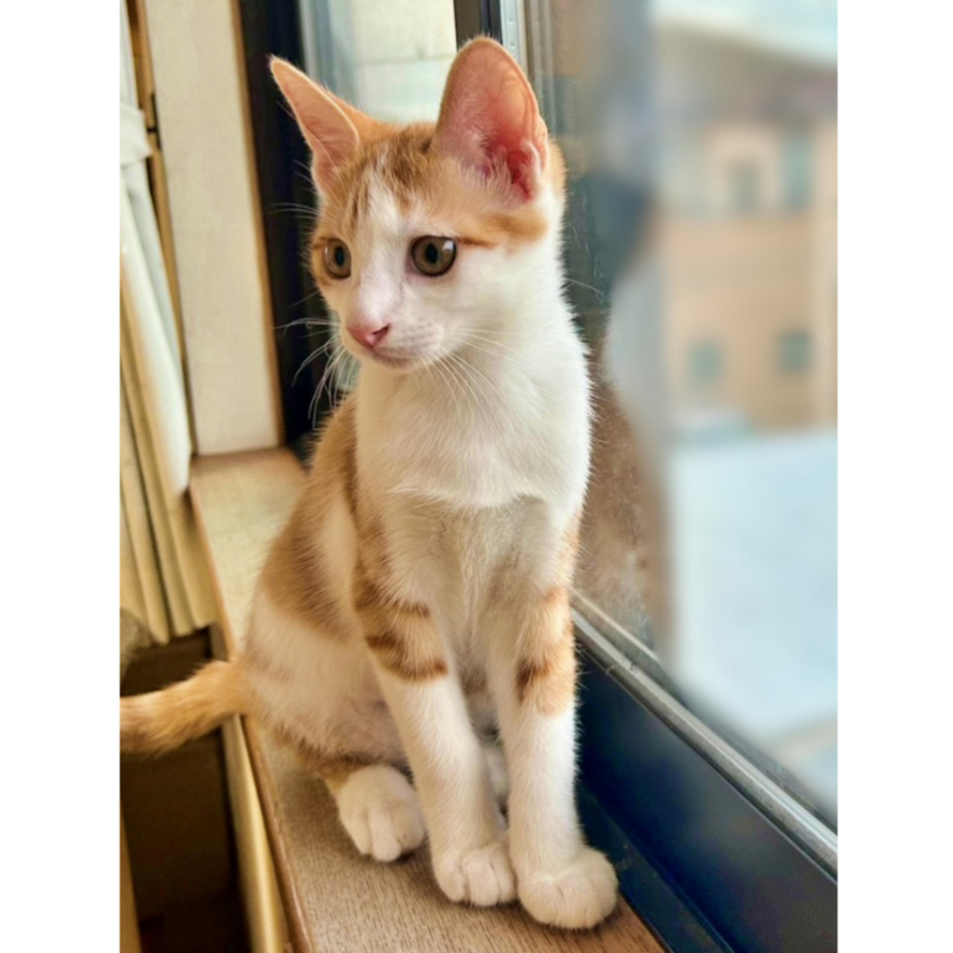 pet-image-3