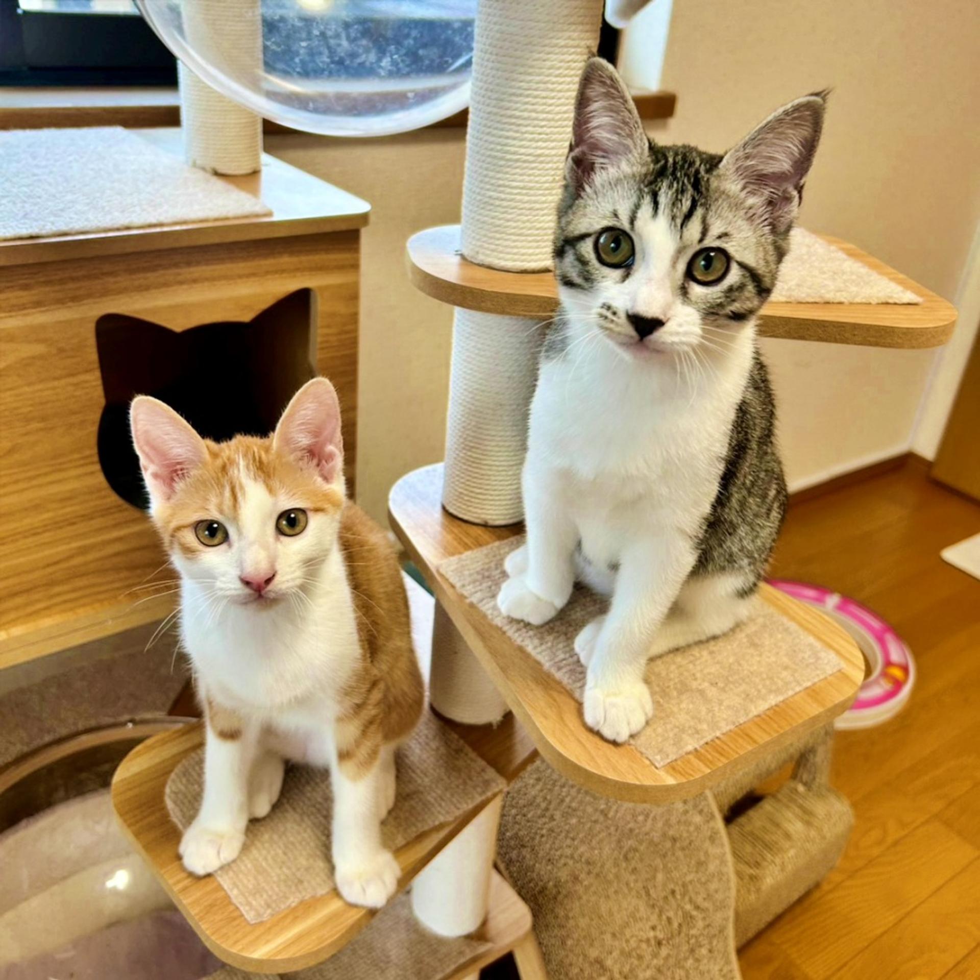 pet-image-5