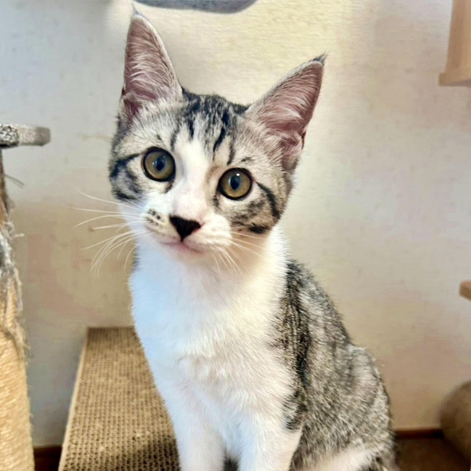 雑種（ミックス猫）・メスの里親募集の写真