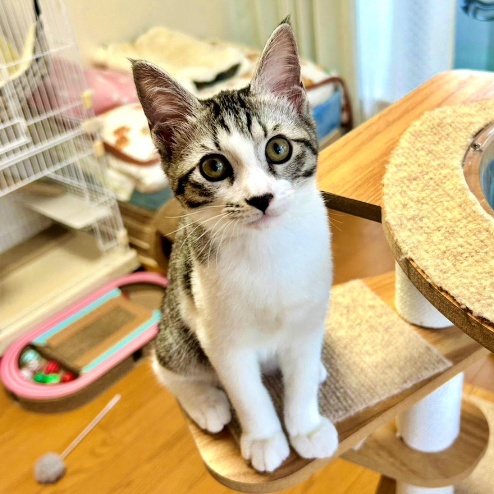 pet-image-2