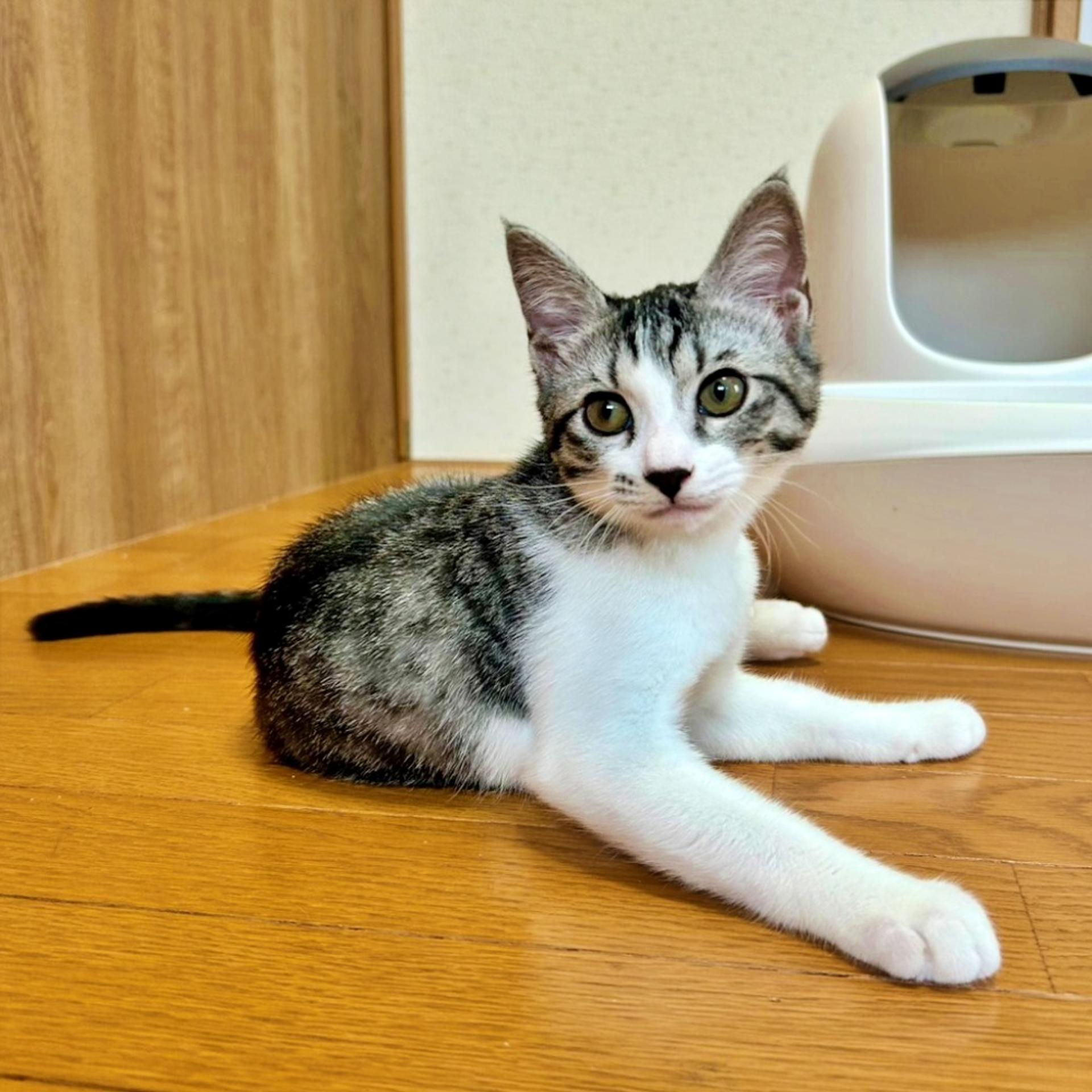 pet-image-3