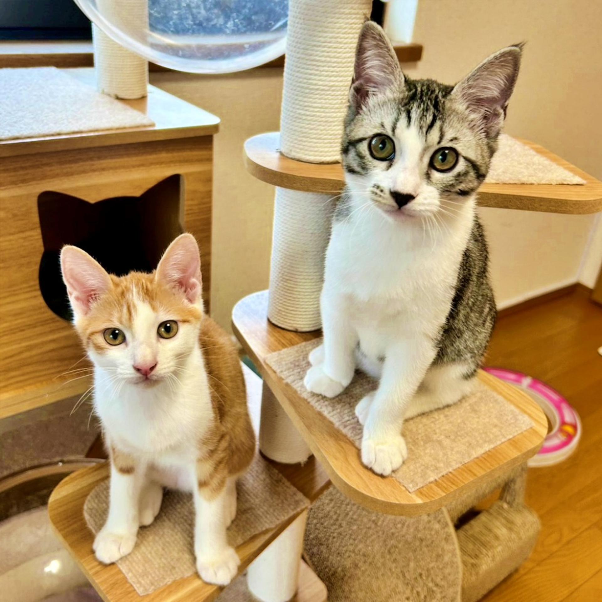 pet-image-4