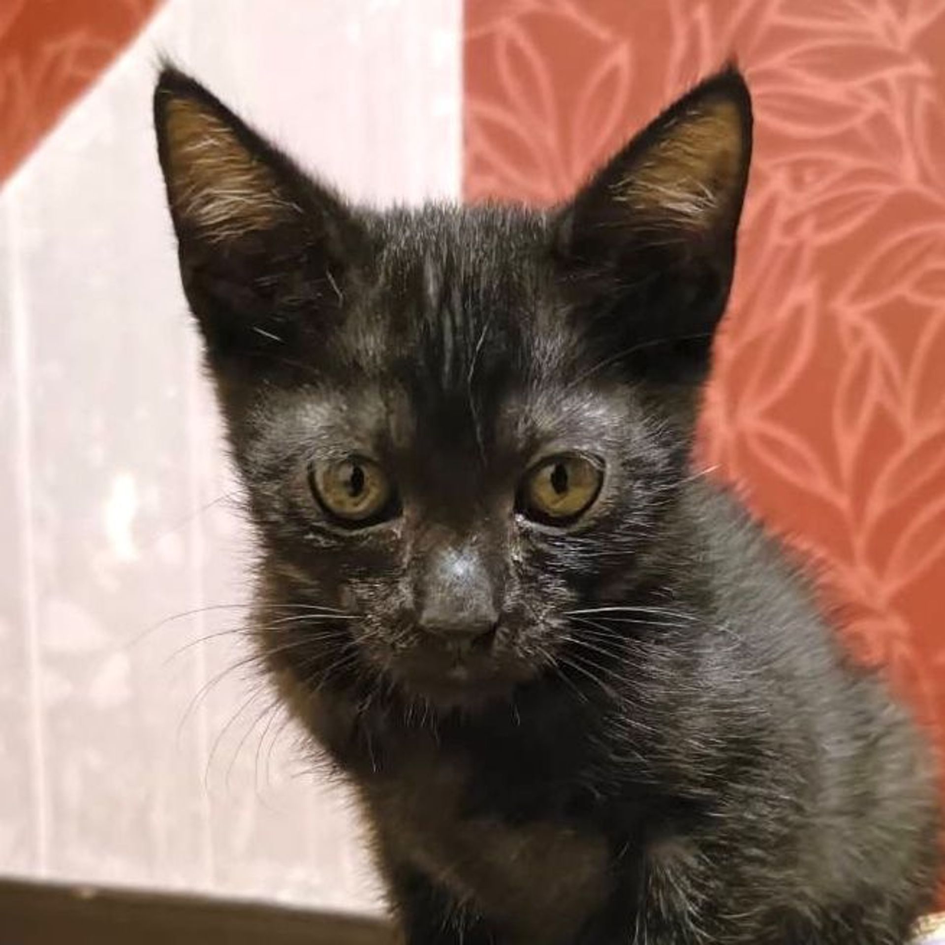 雑種（ミックス猫）・オスの里親募集の写真