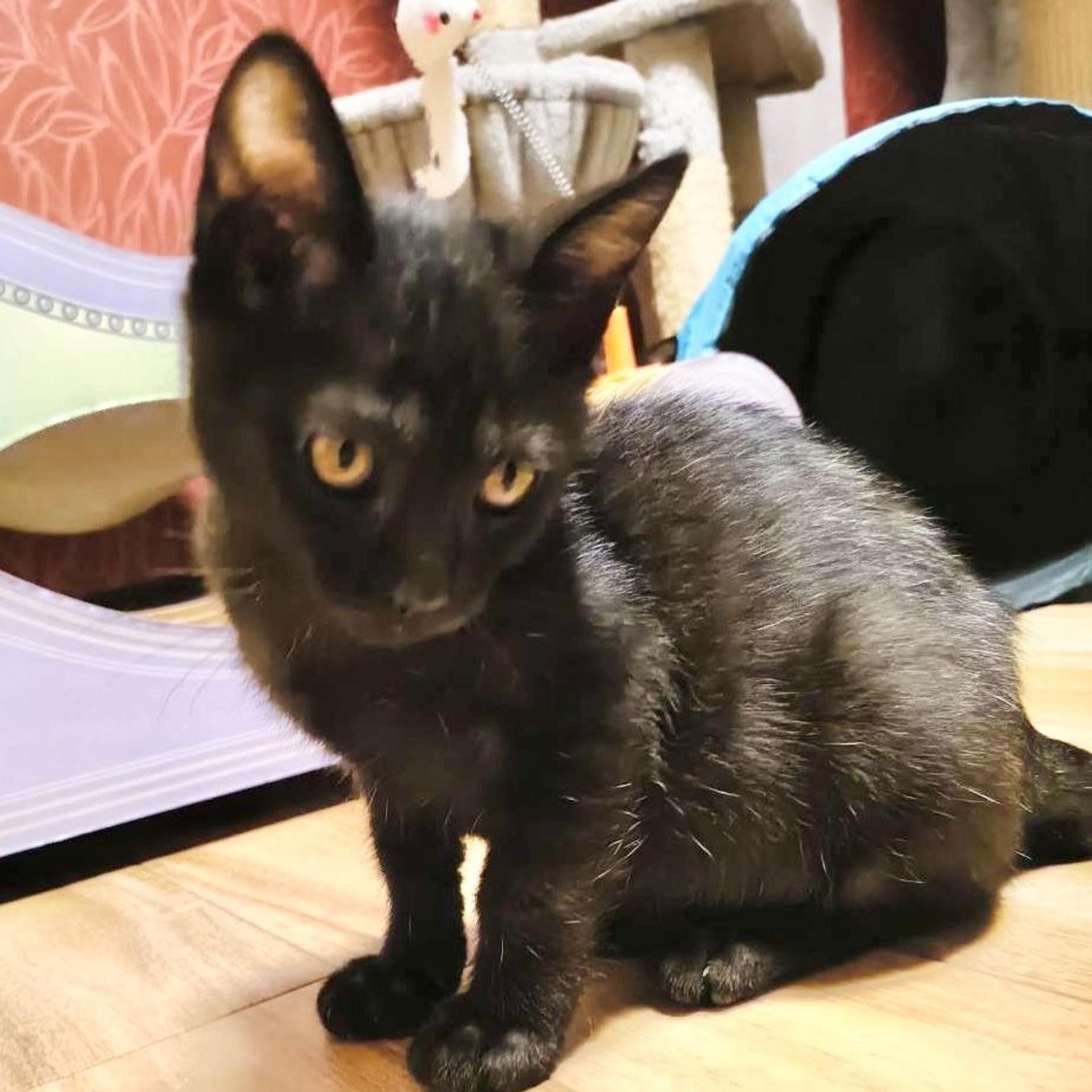 pet-image-2