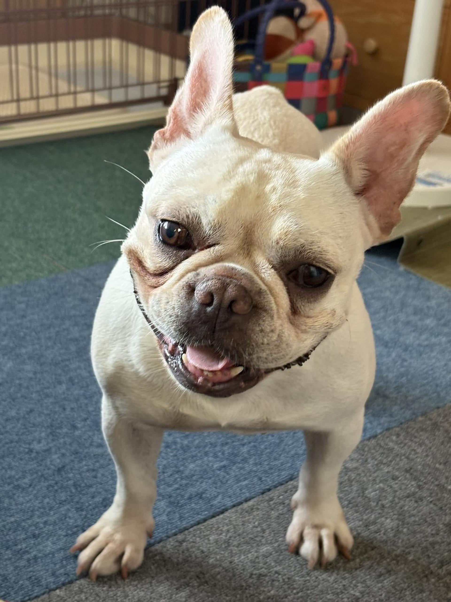 pet-image-2