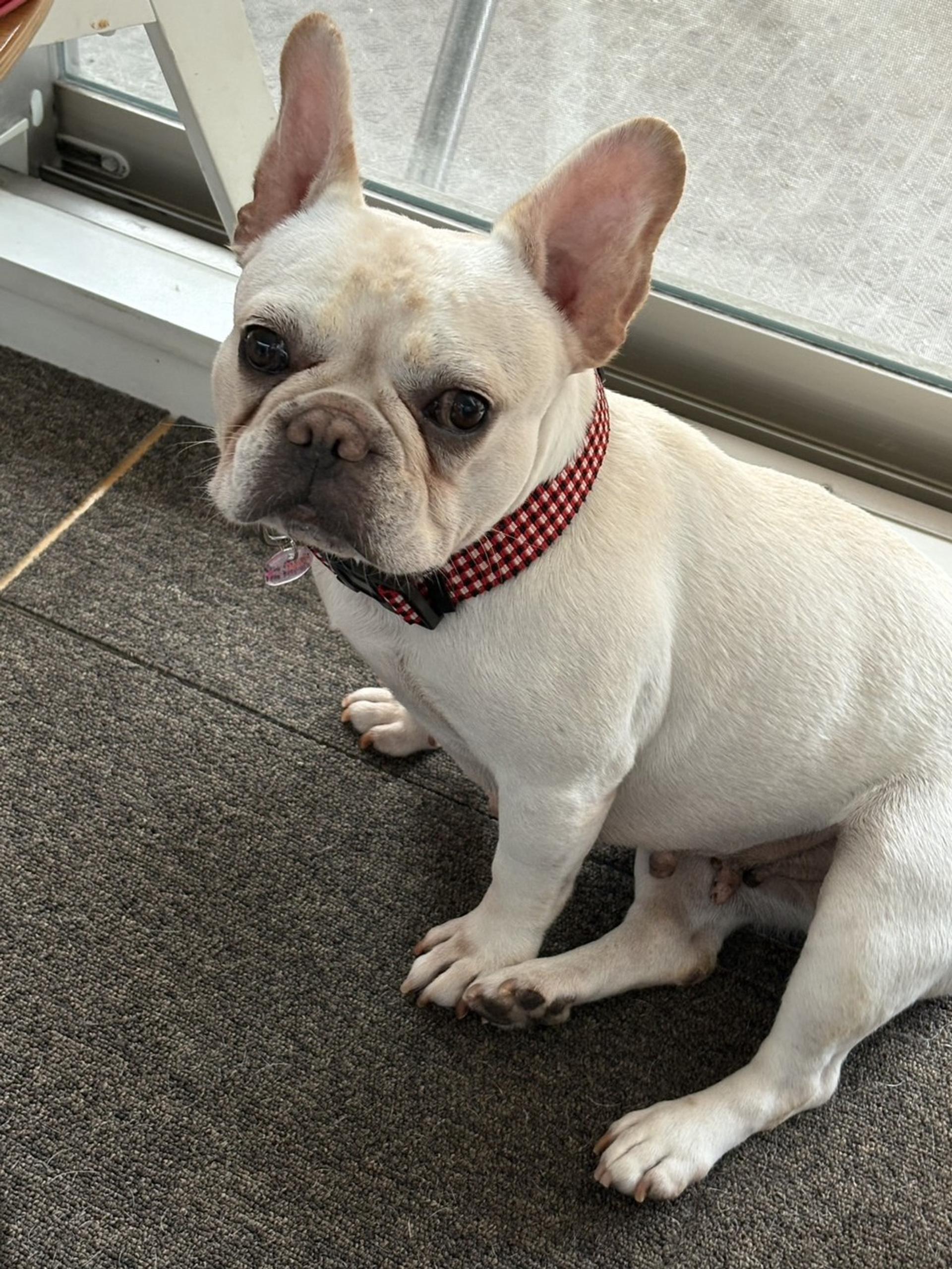 pet-image-4