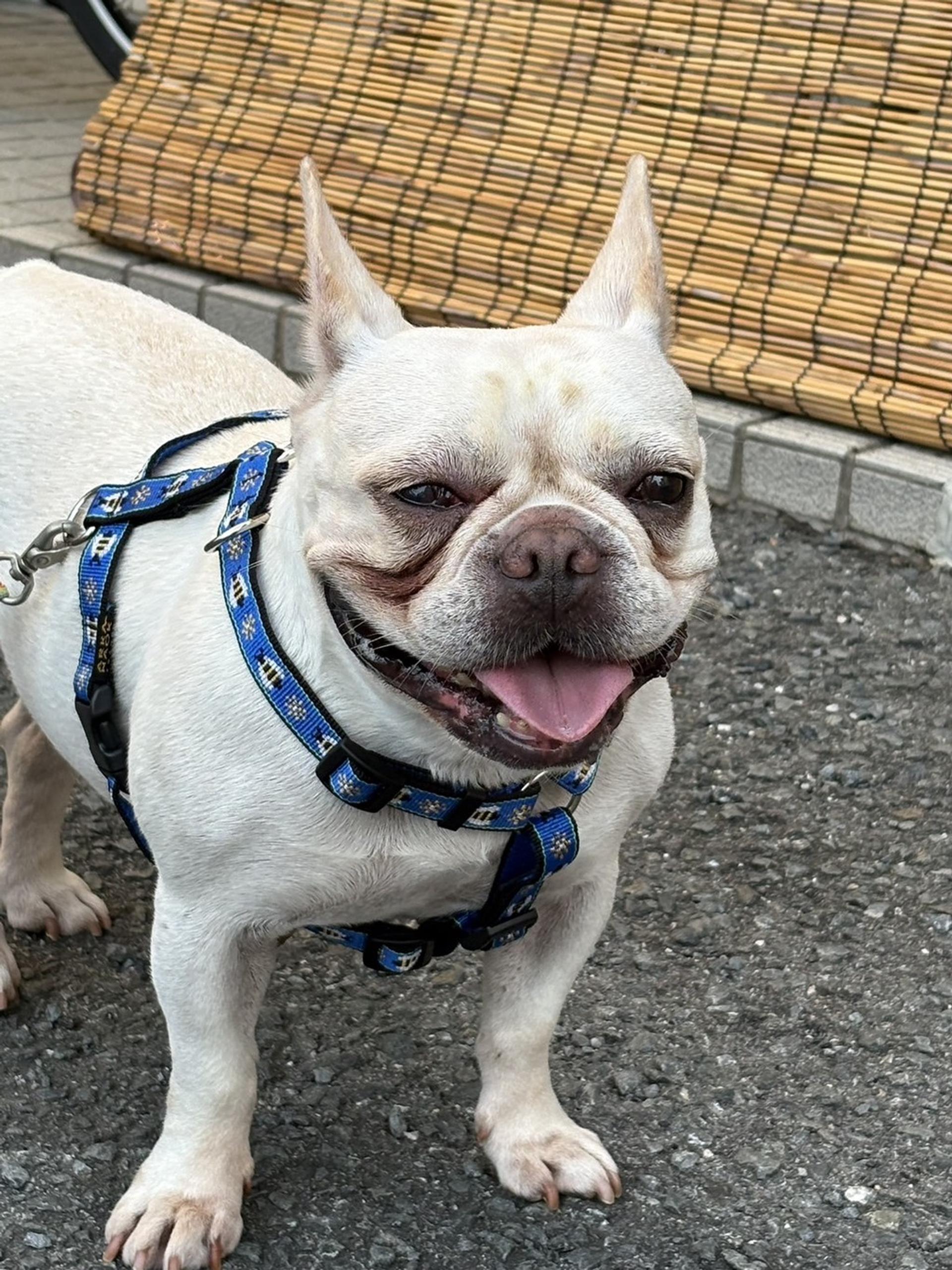 pet-image-5