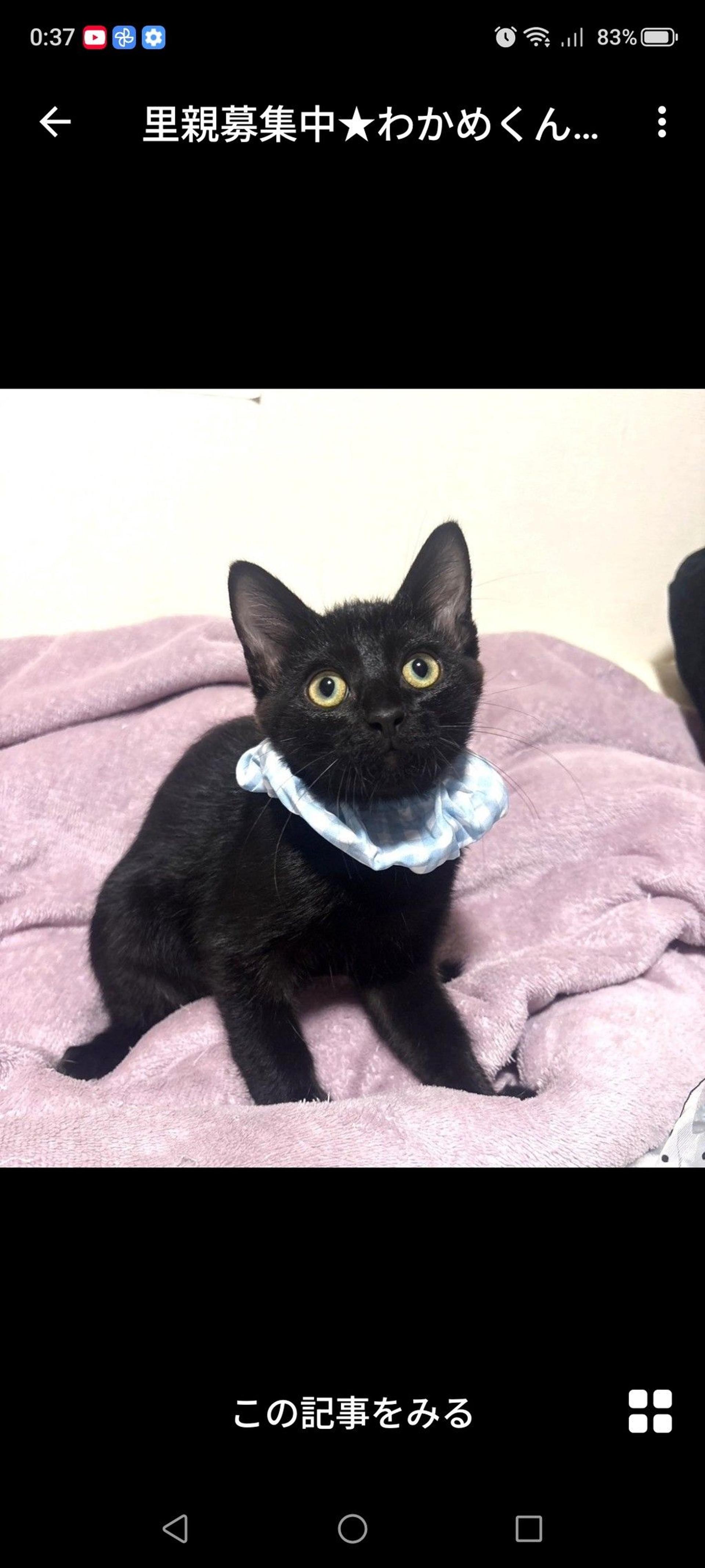 pet-image-3