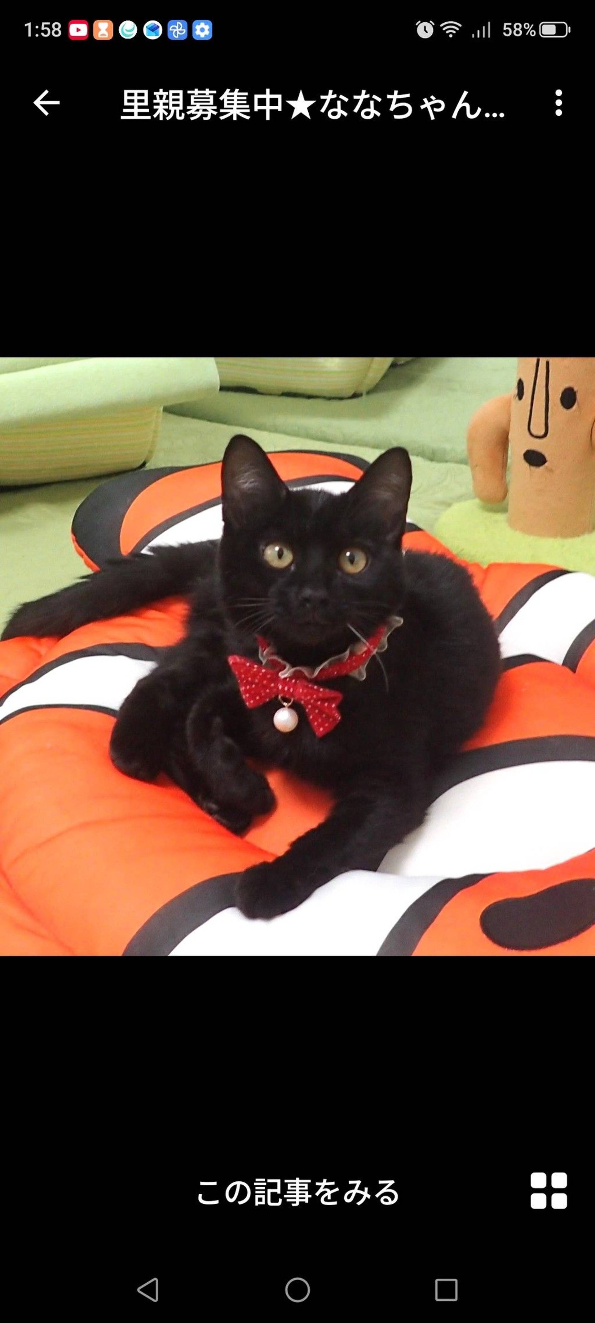 雑種（ミックス猫）・メスの里親募集の写真