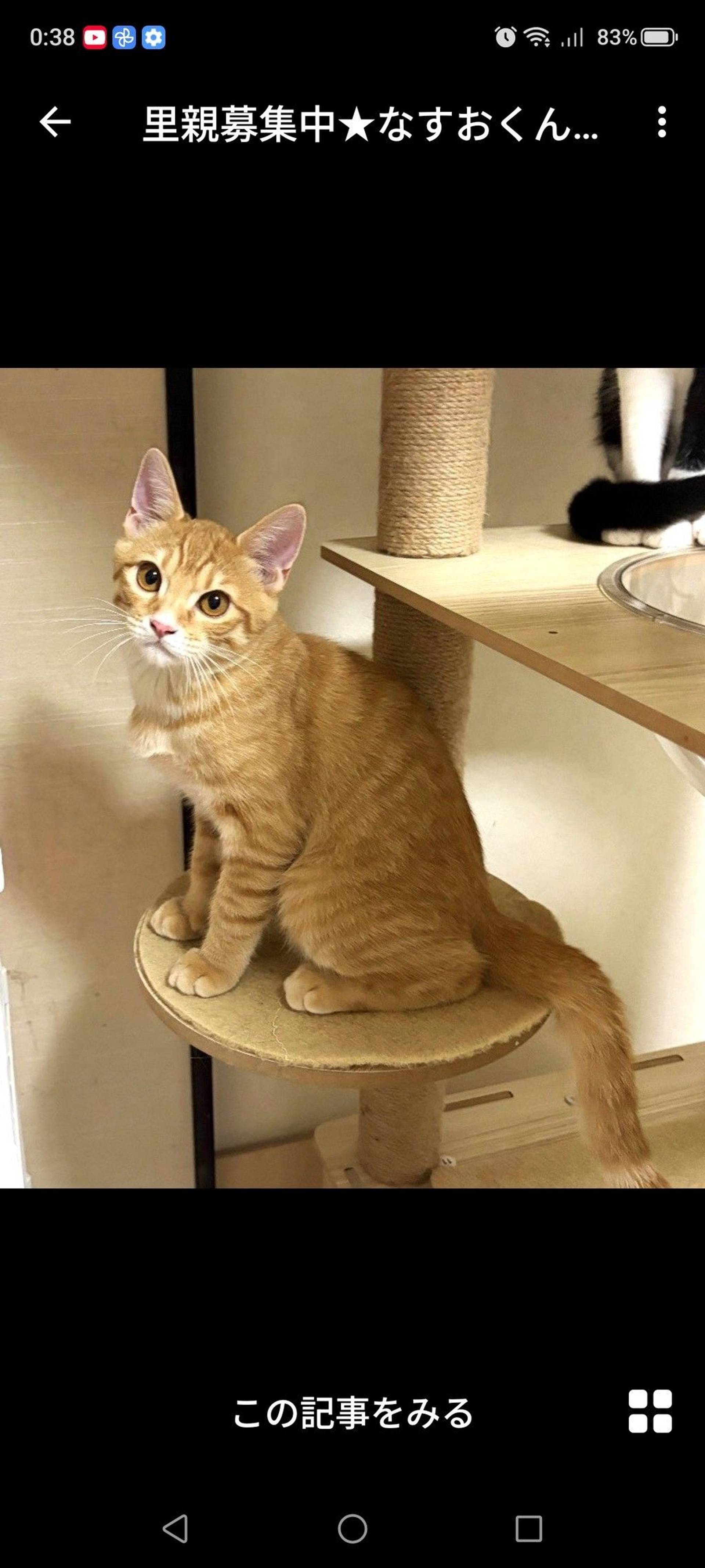 雑種（ミックス猫）・オスの里親募集の写真
