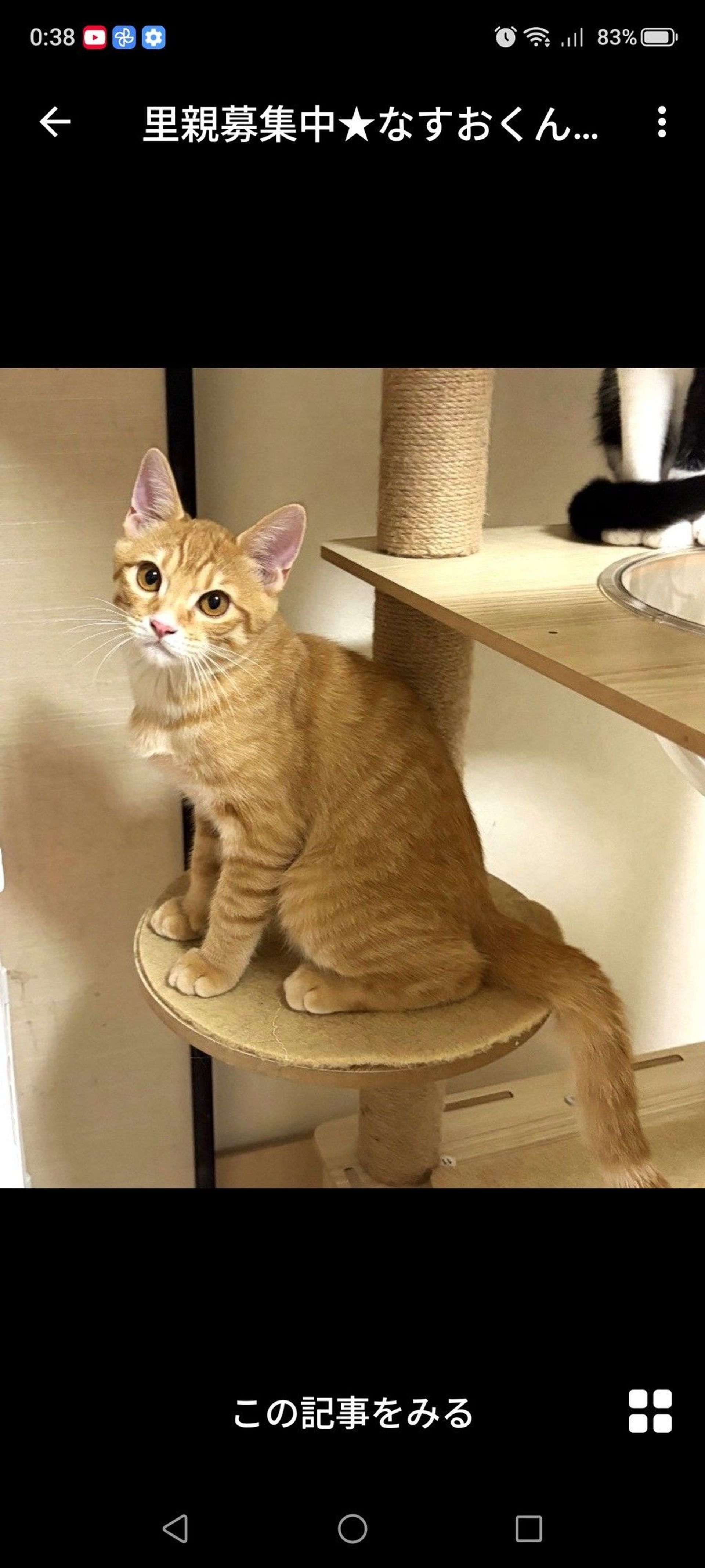 雑種（ミックス猫）・オスの里親募集の写真