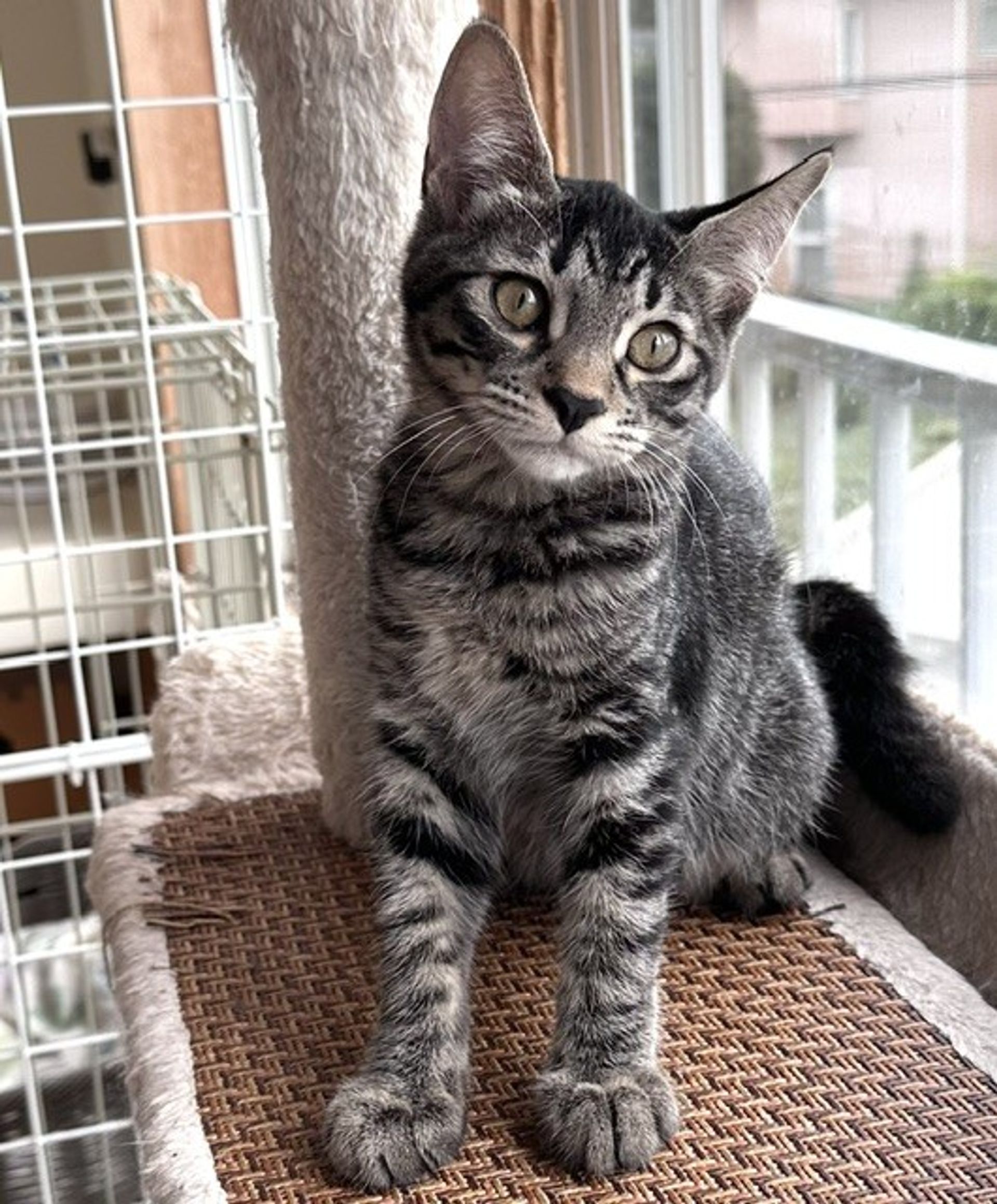 雑種（ミックス猫）・メスの里親募集の写真
