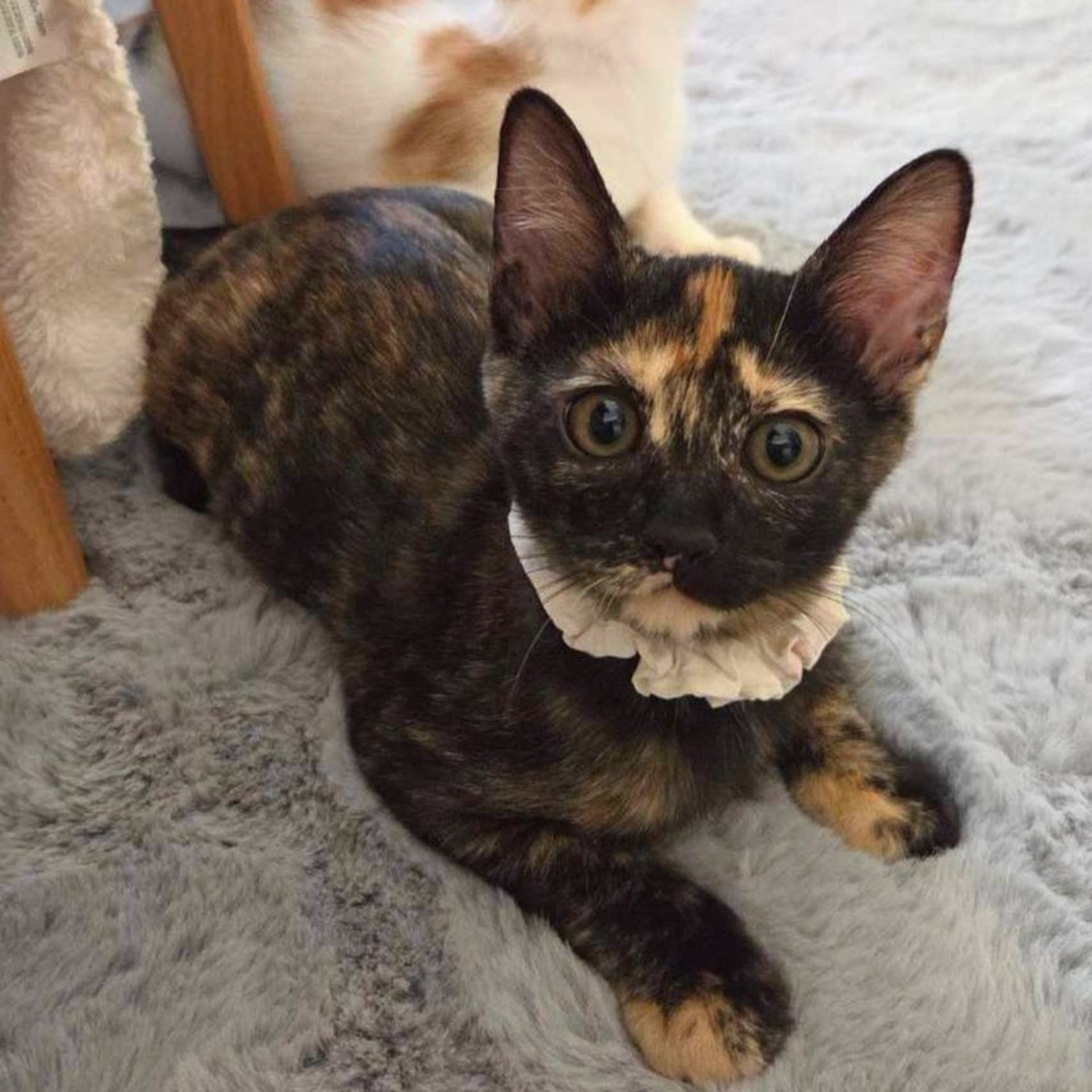 雑種（ミックス猫）・メスの里親募集の写真