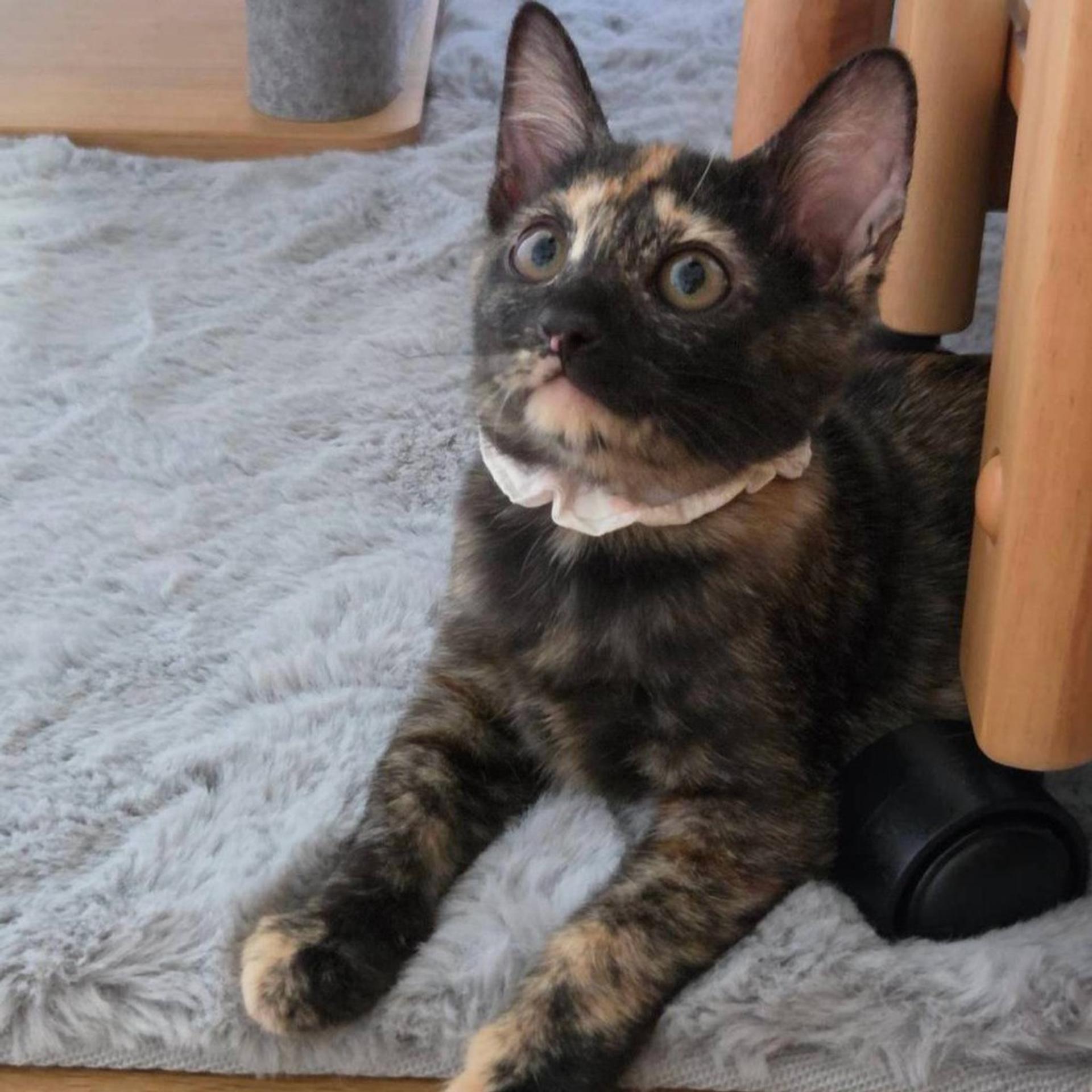 pet-image-3
