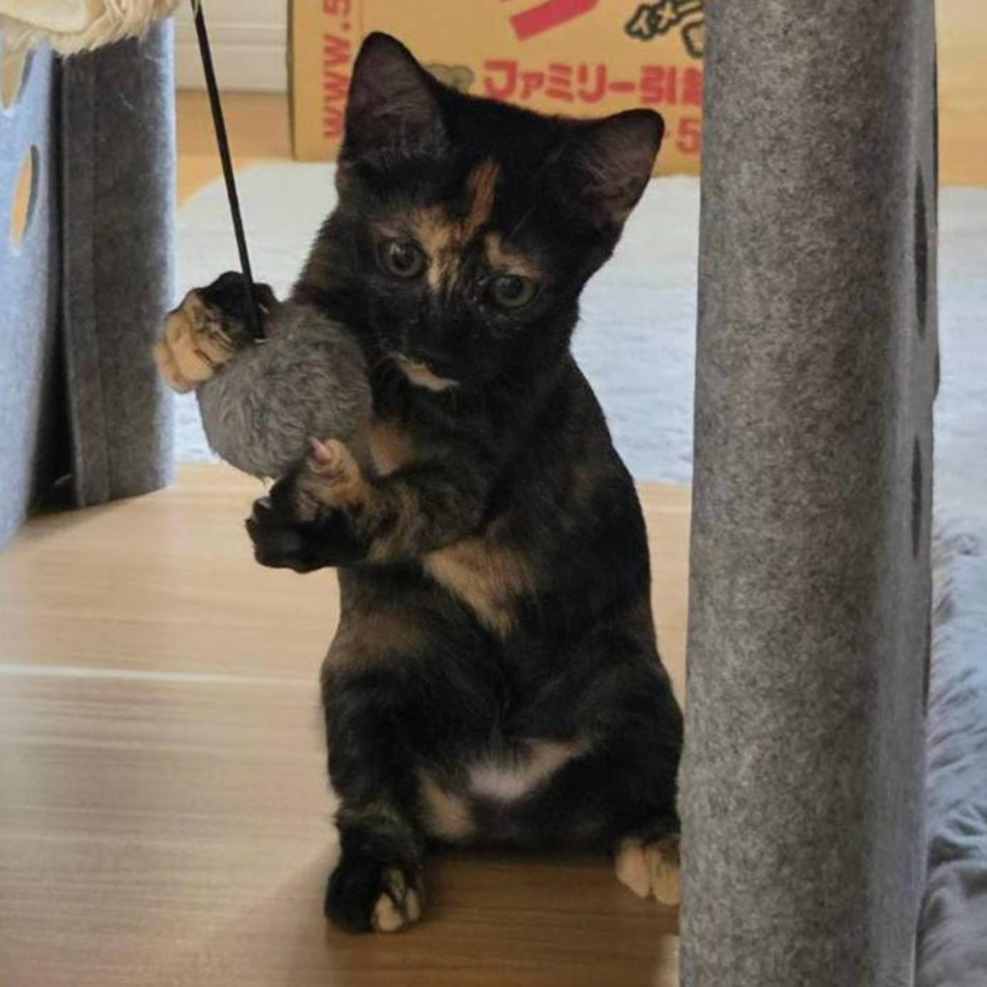 pet-image-4
