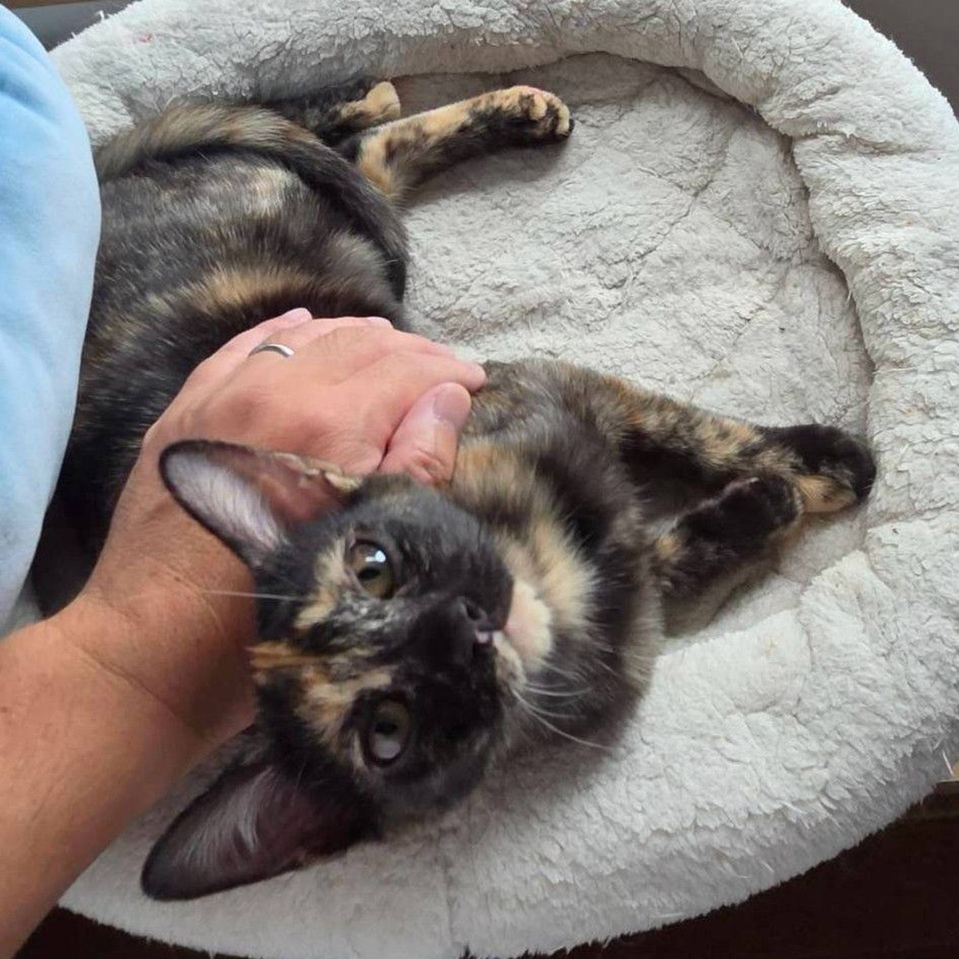 雑種（ミックス猫）・メスの里親募集の写真