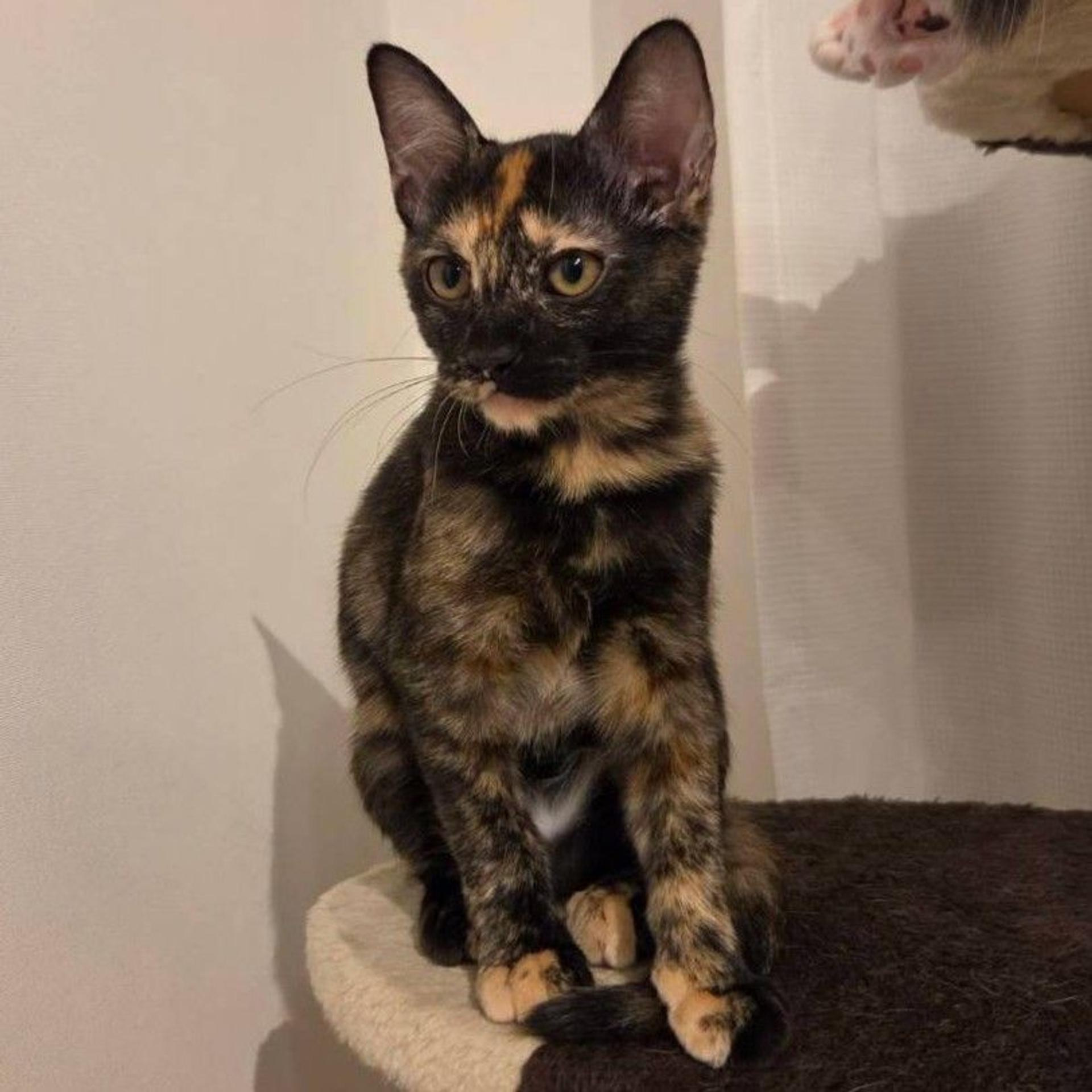 pet-image-3