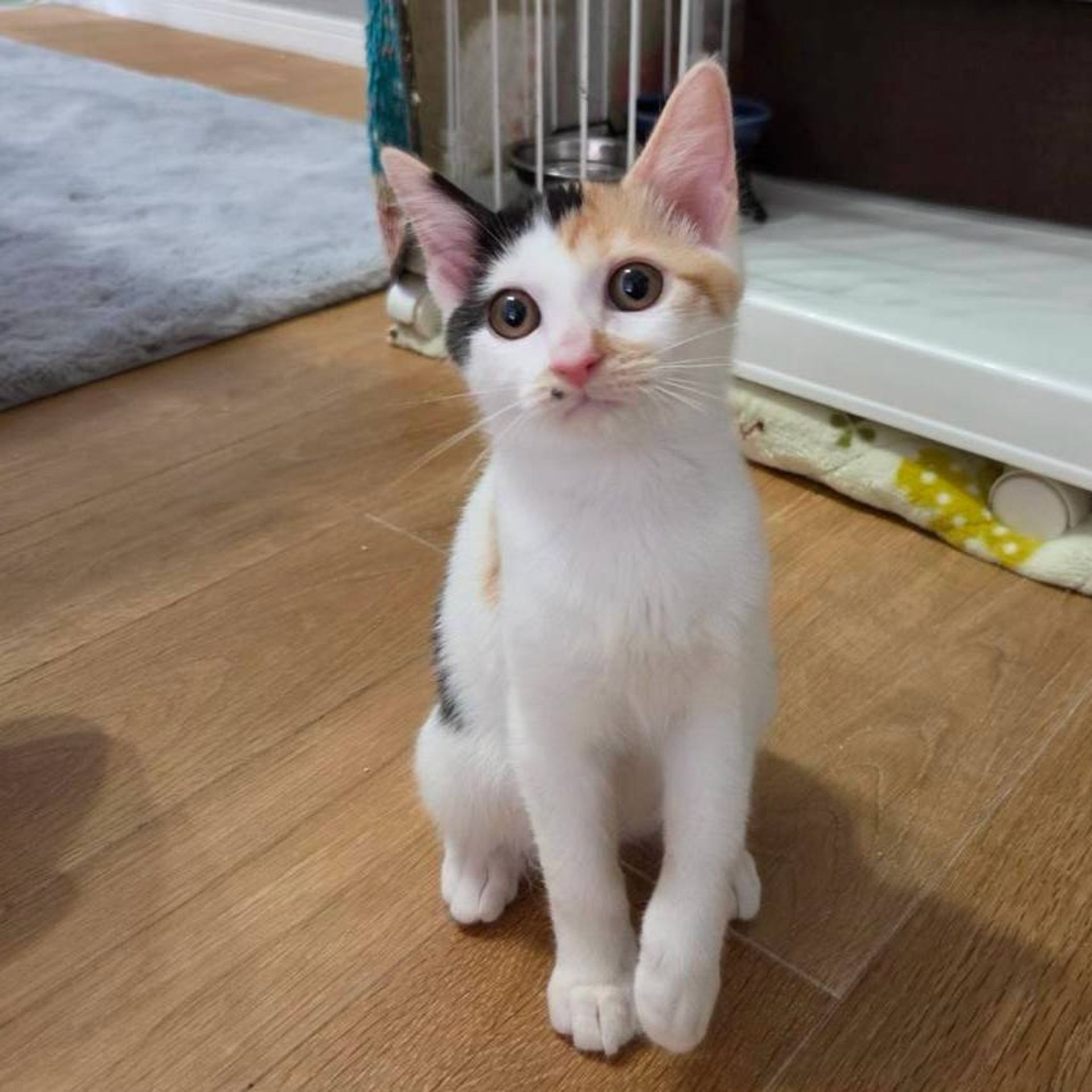 雑種（ミックス猫）・メスの里親募集の写真