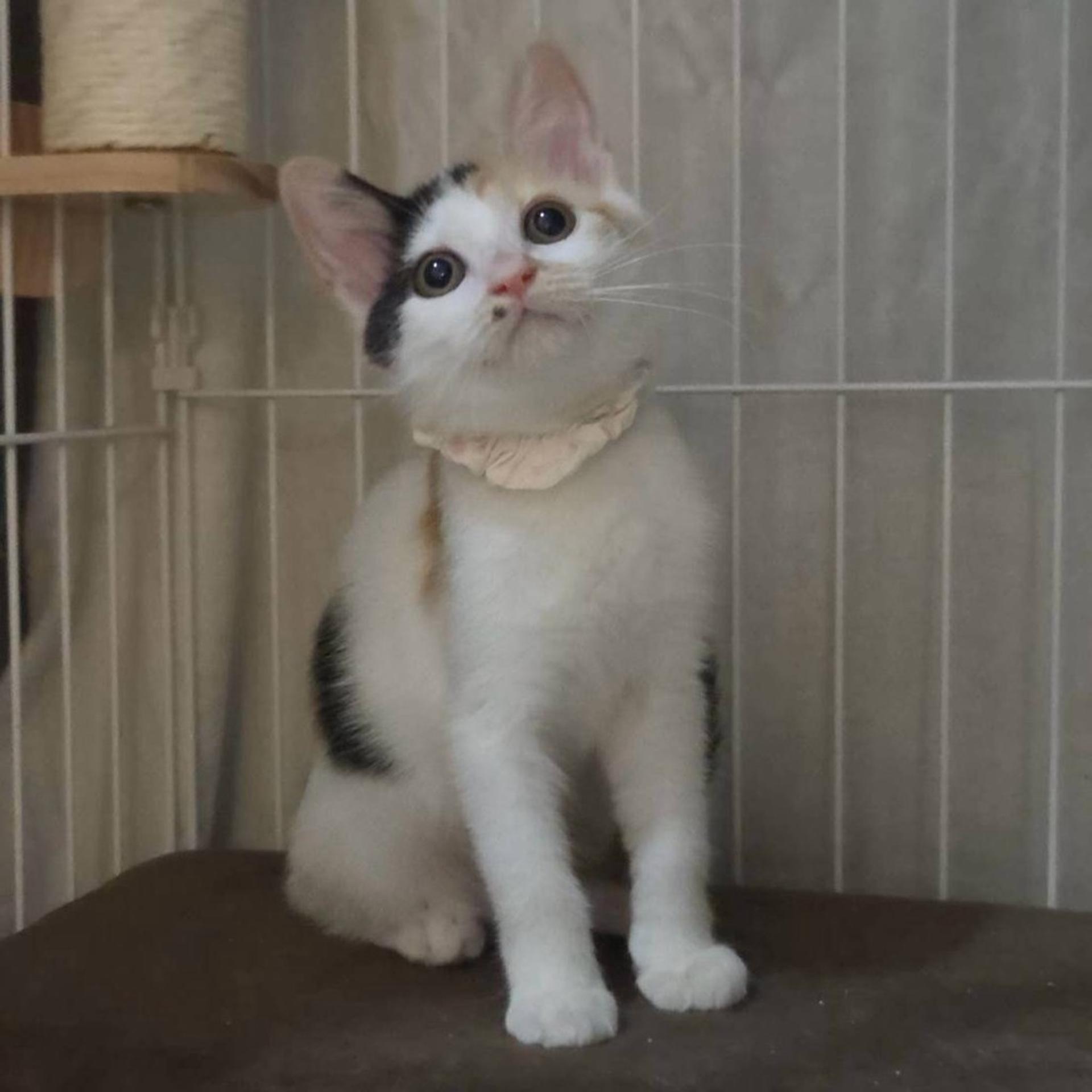 pet-image-2