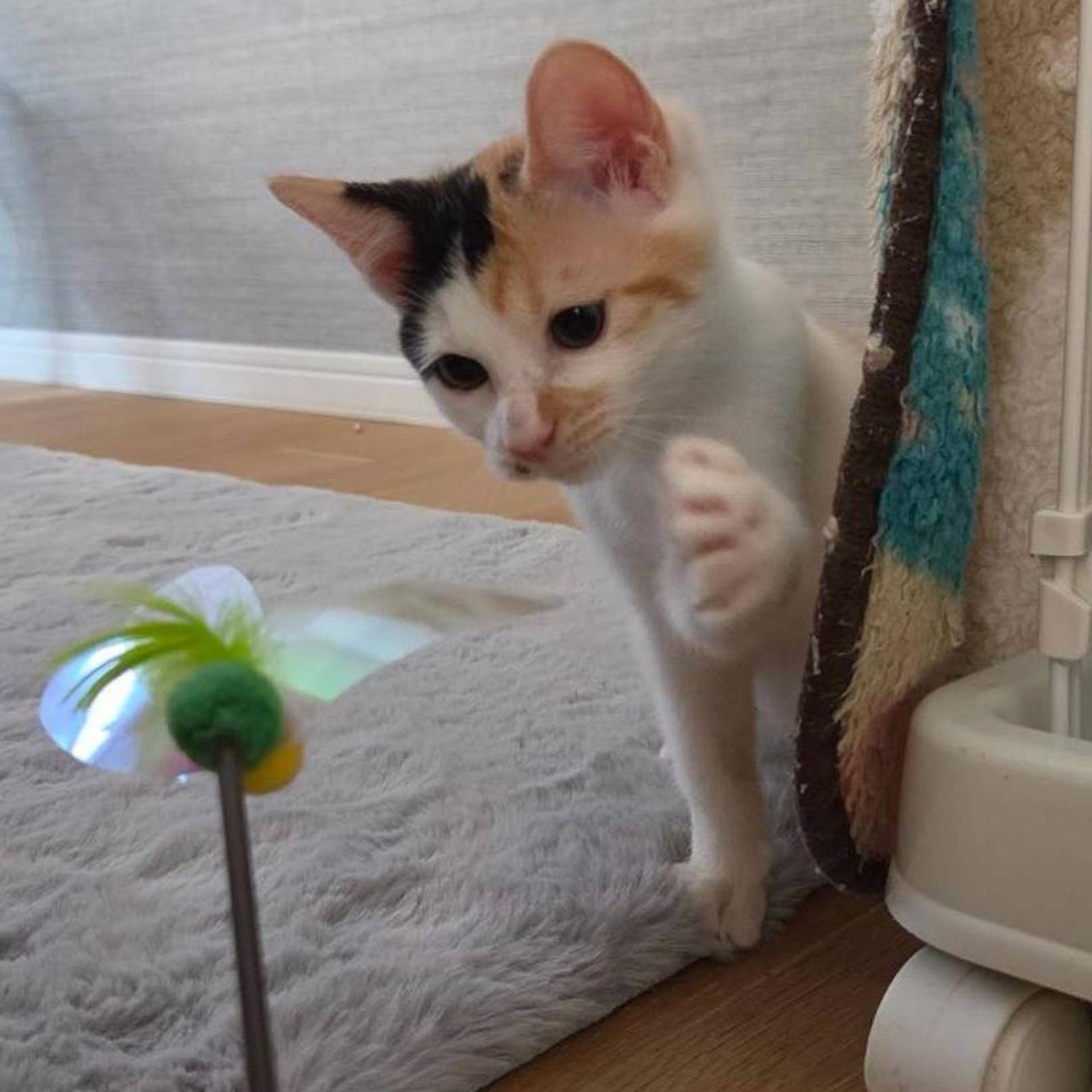 pet-image-5
