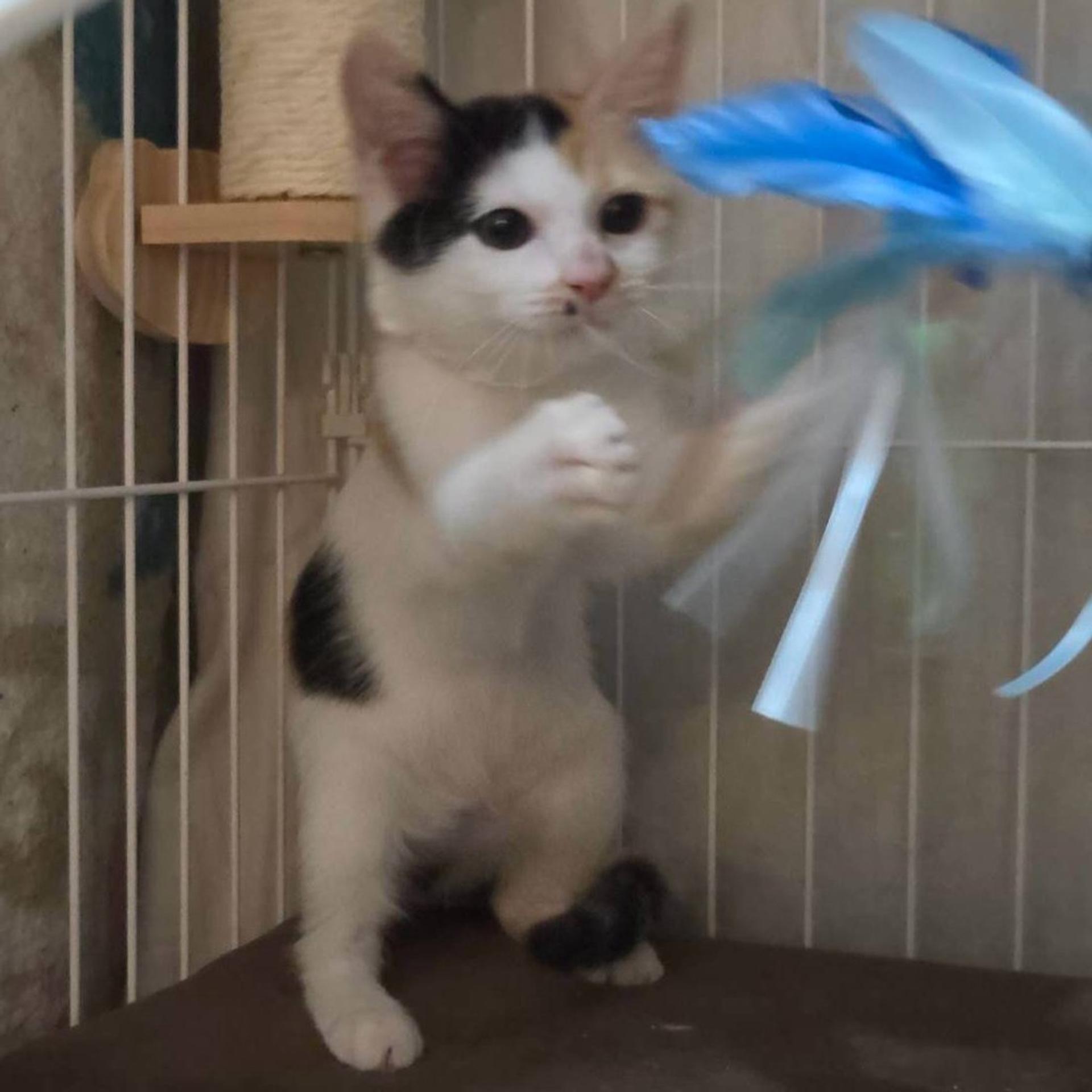 pet-image-7