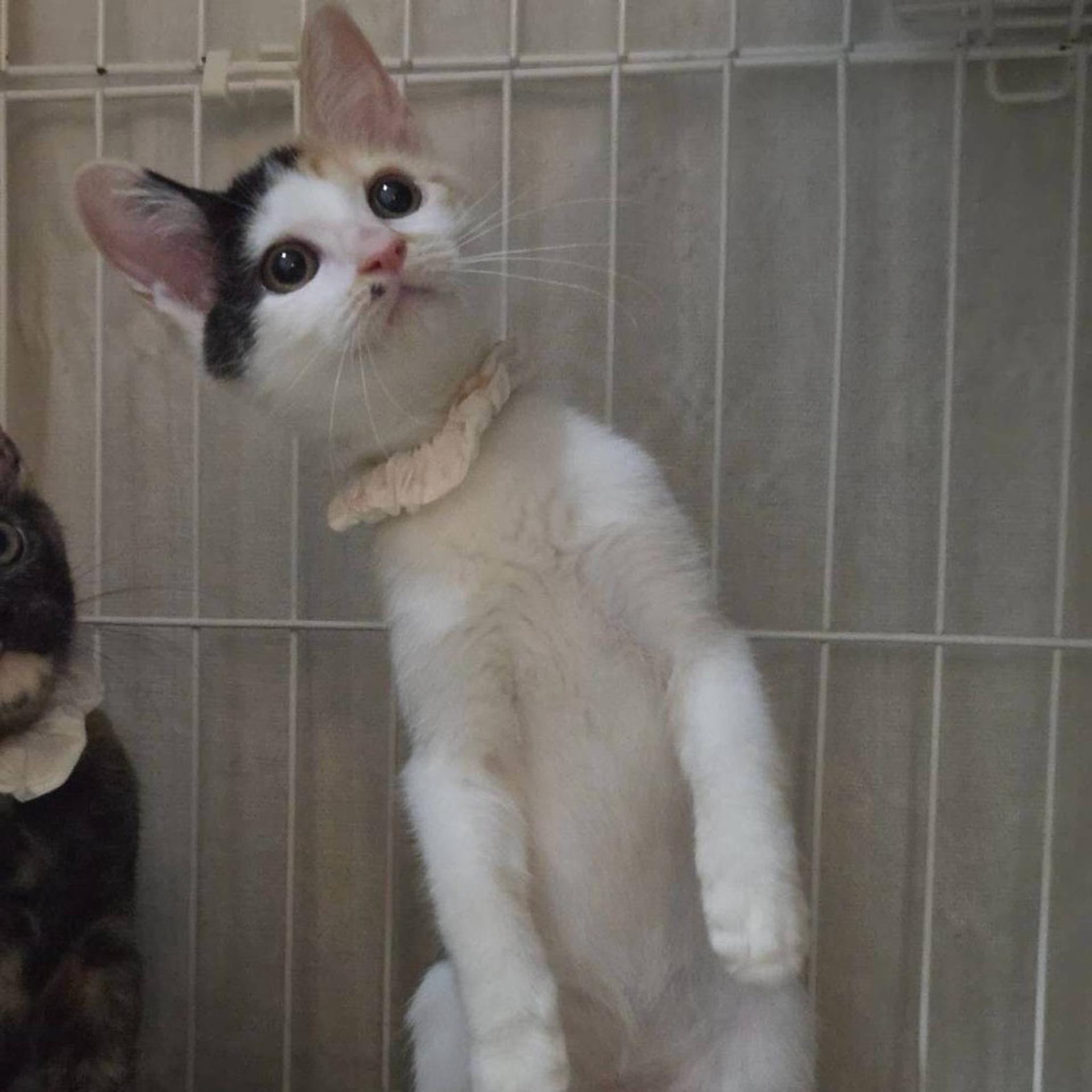 pet-image-9