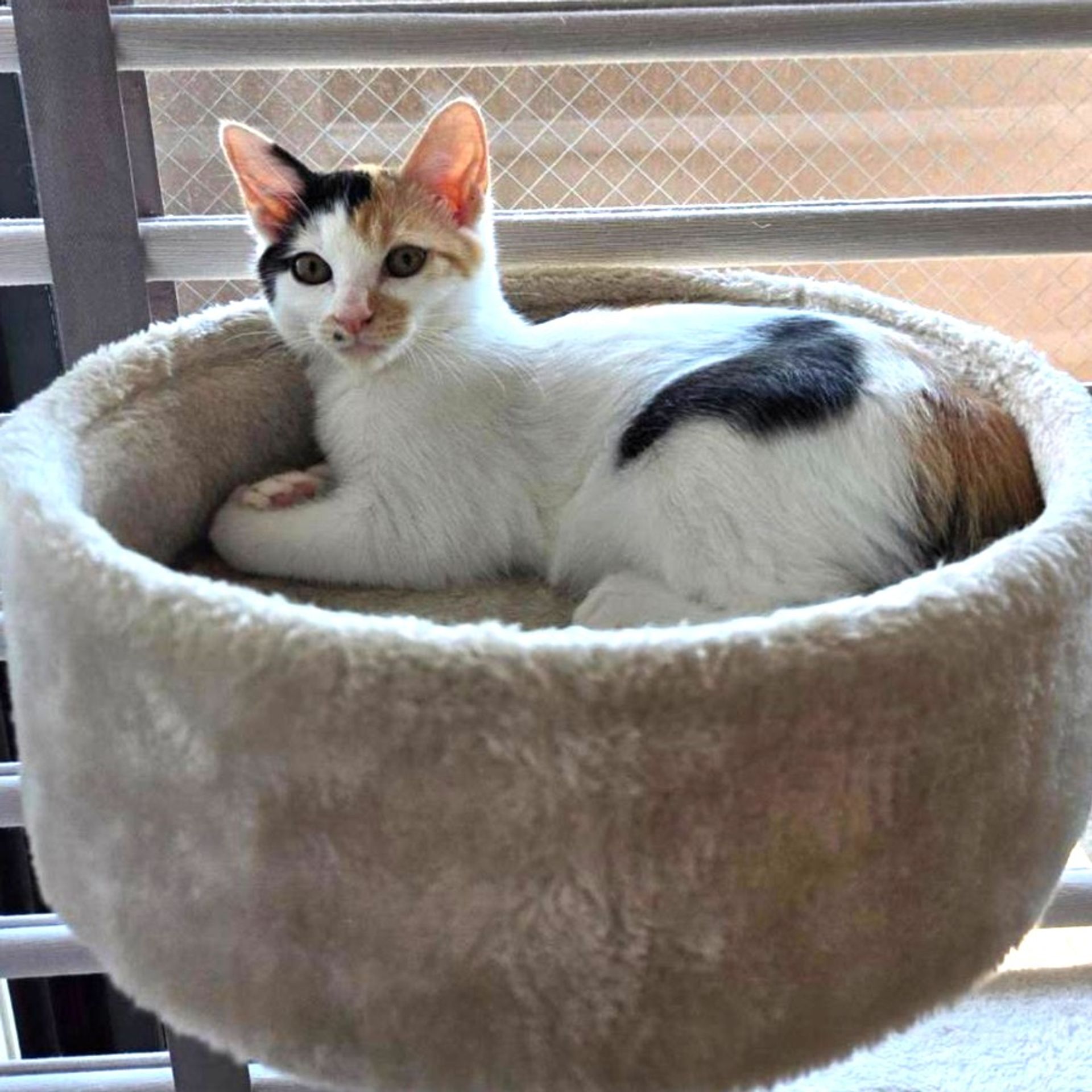雑種（ミックス猫）・メスの里親募集の写真
