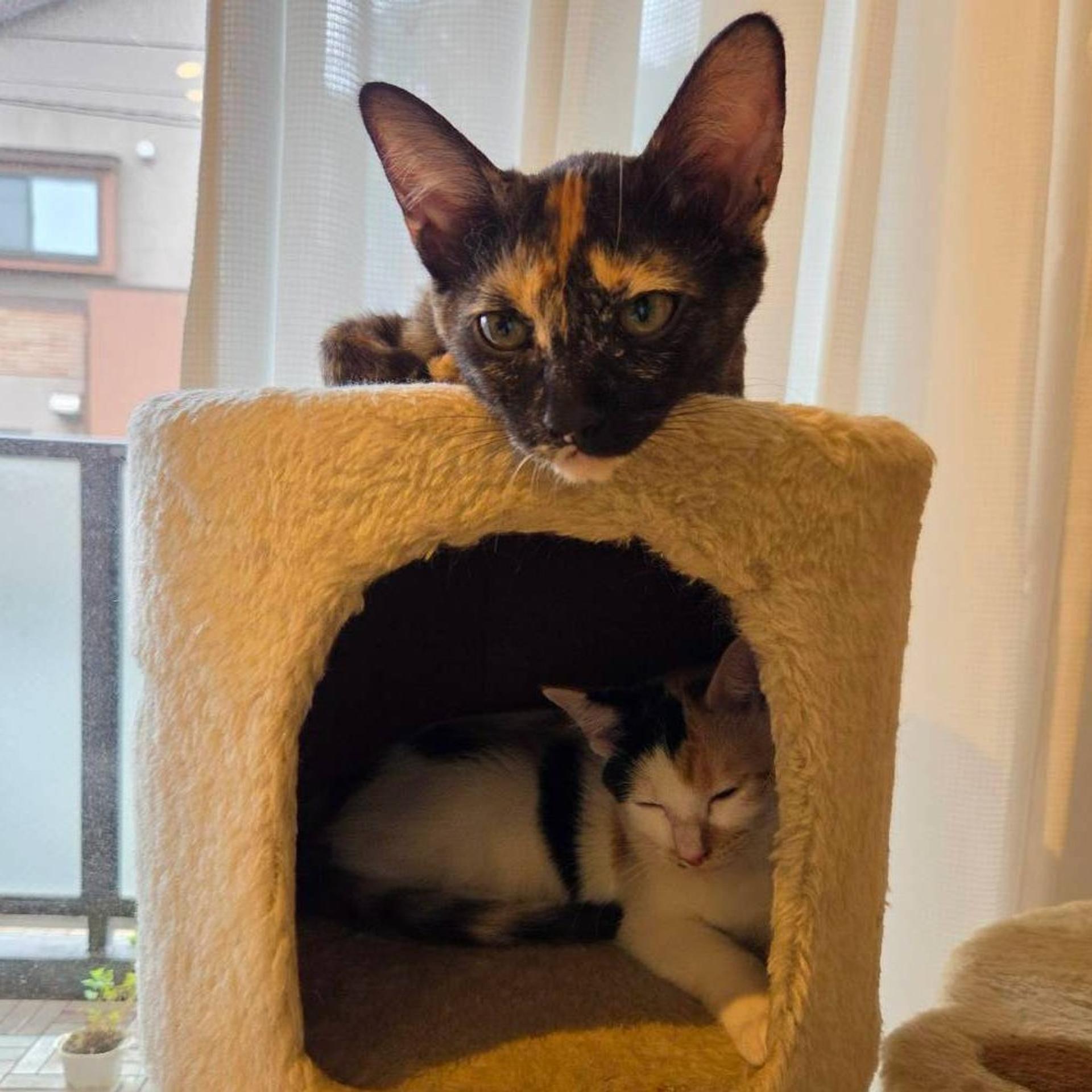 pet-image-9