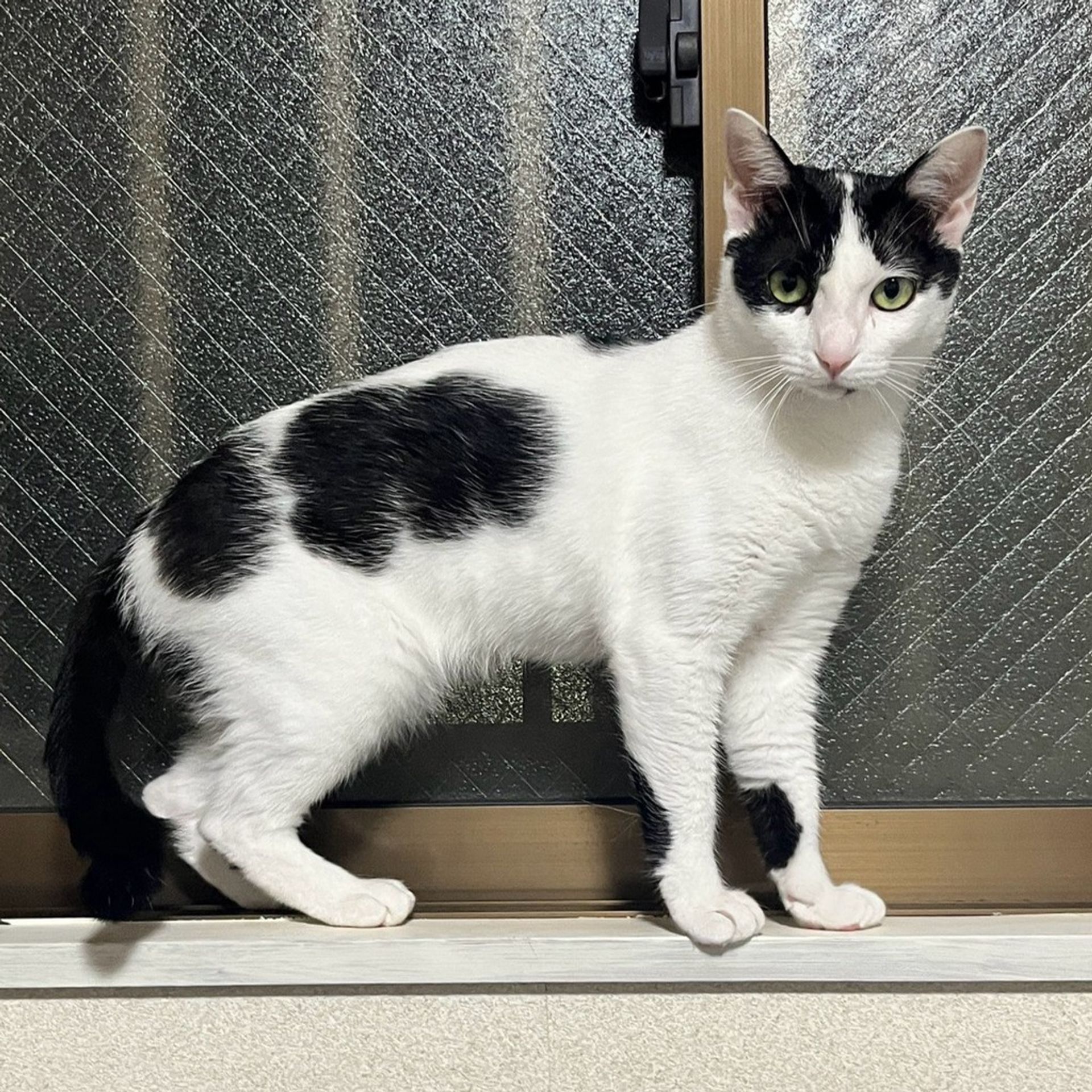 雑種（ミックス猫）・メスの里親募集の写真