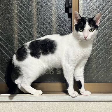 ポピーの写真
