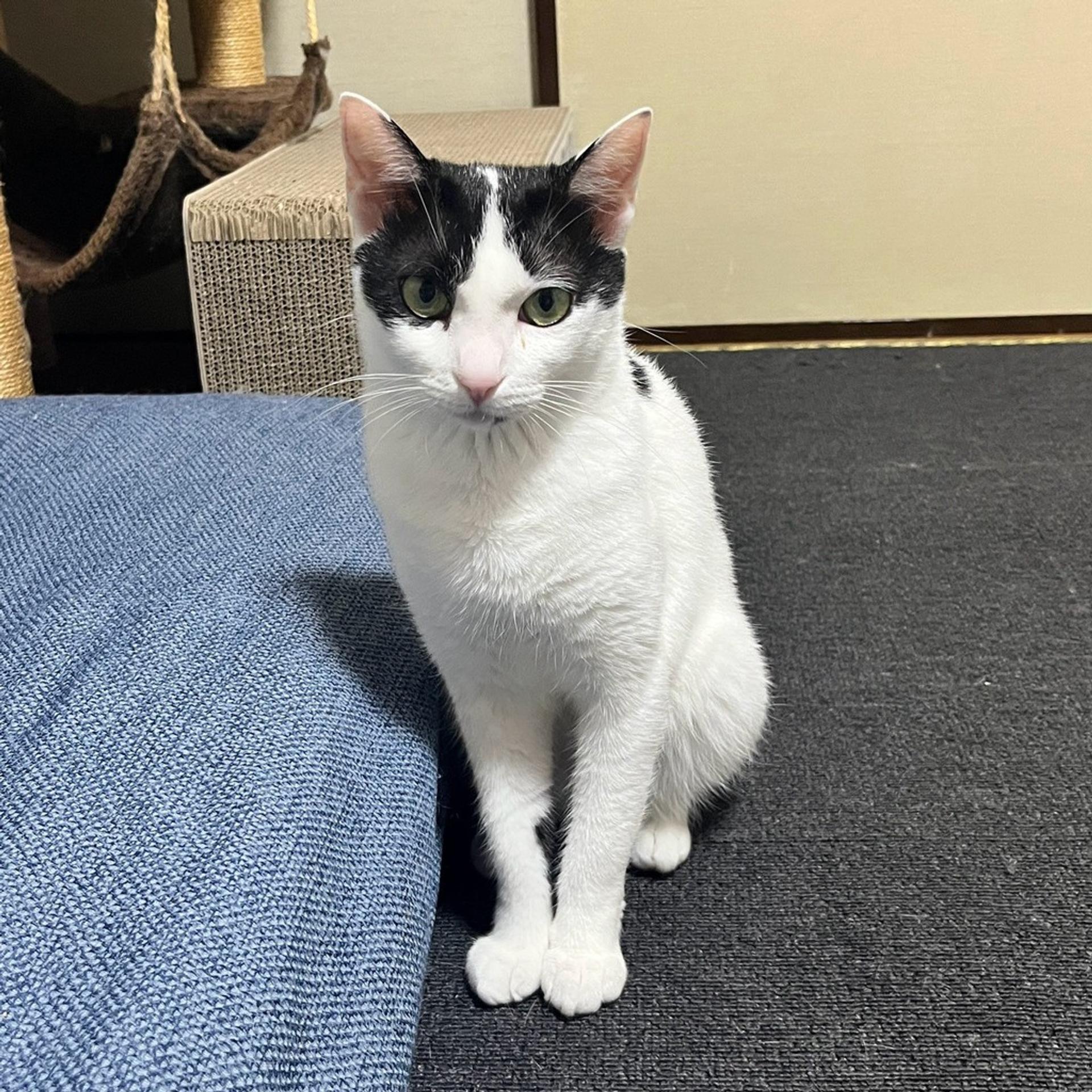 pet-image-3