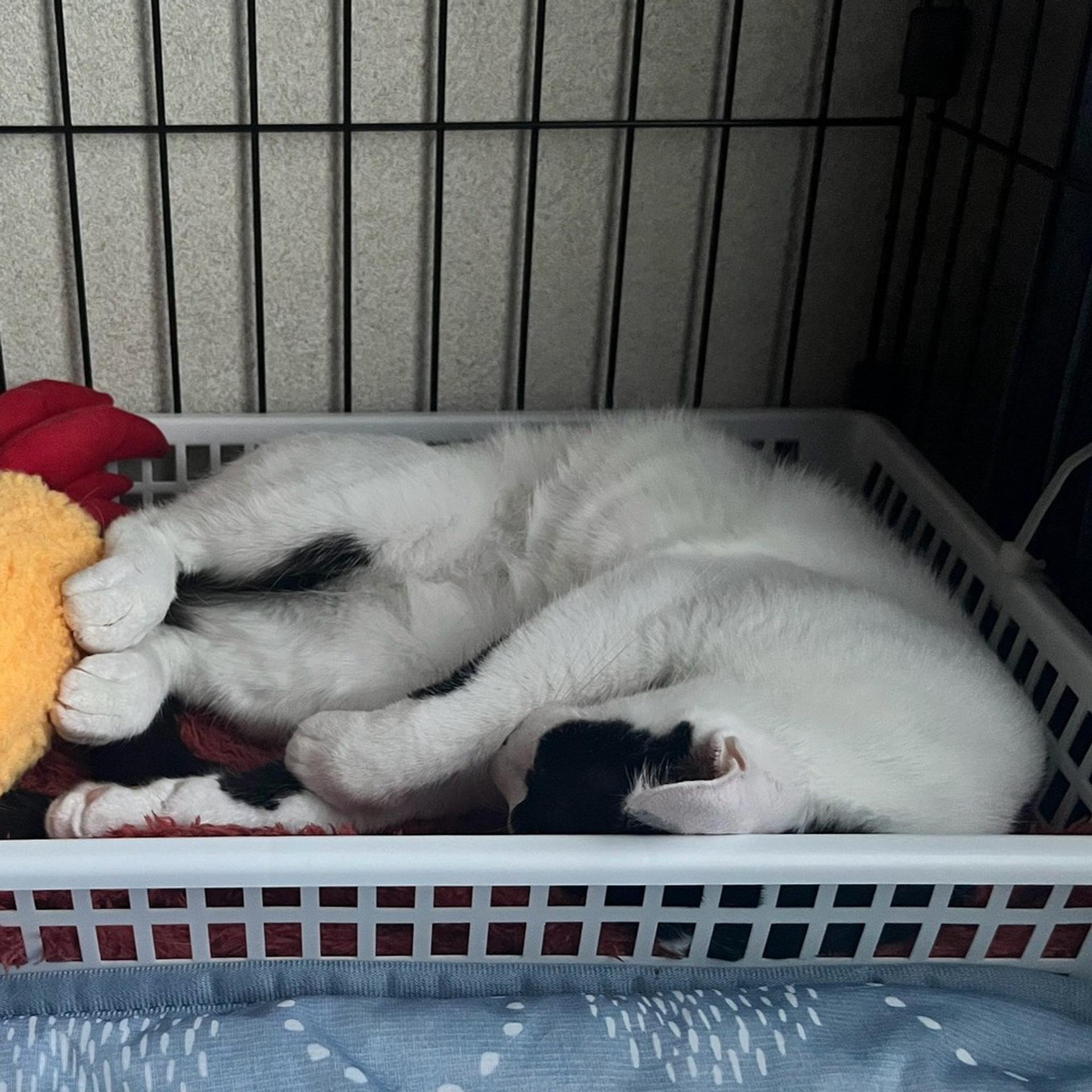 pet-image-4