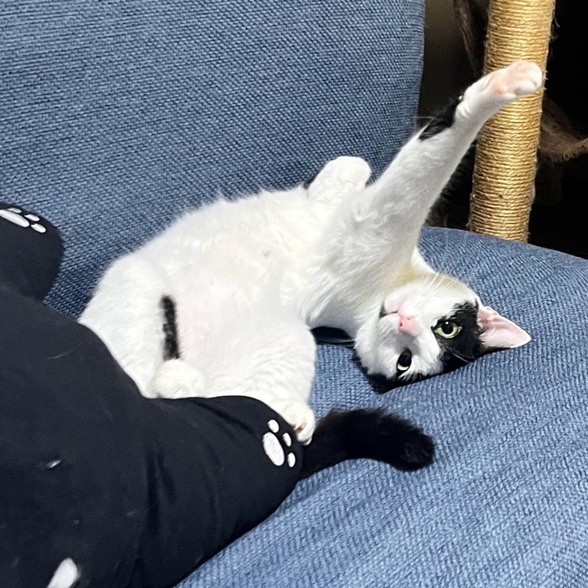 pet-image-5