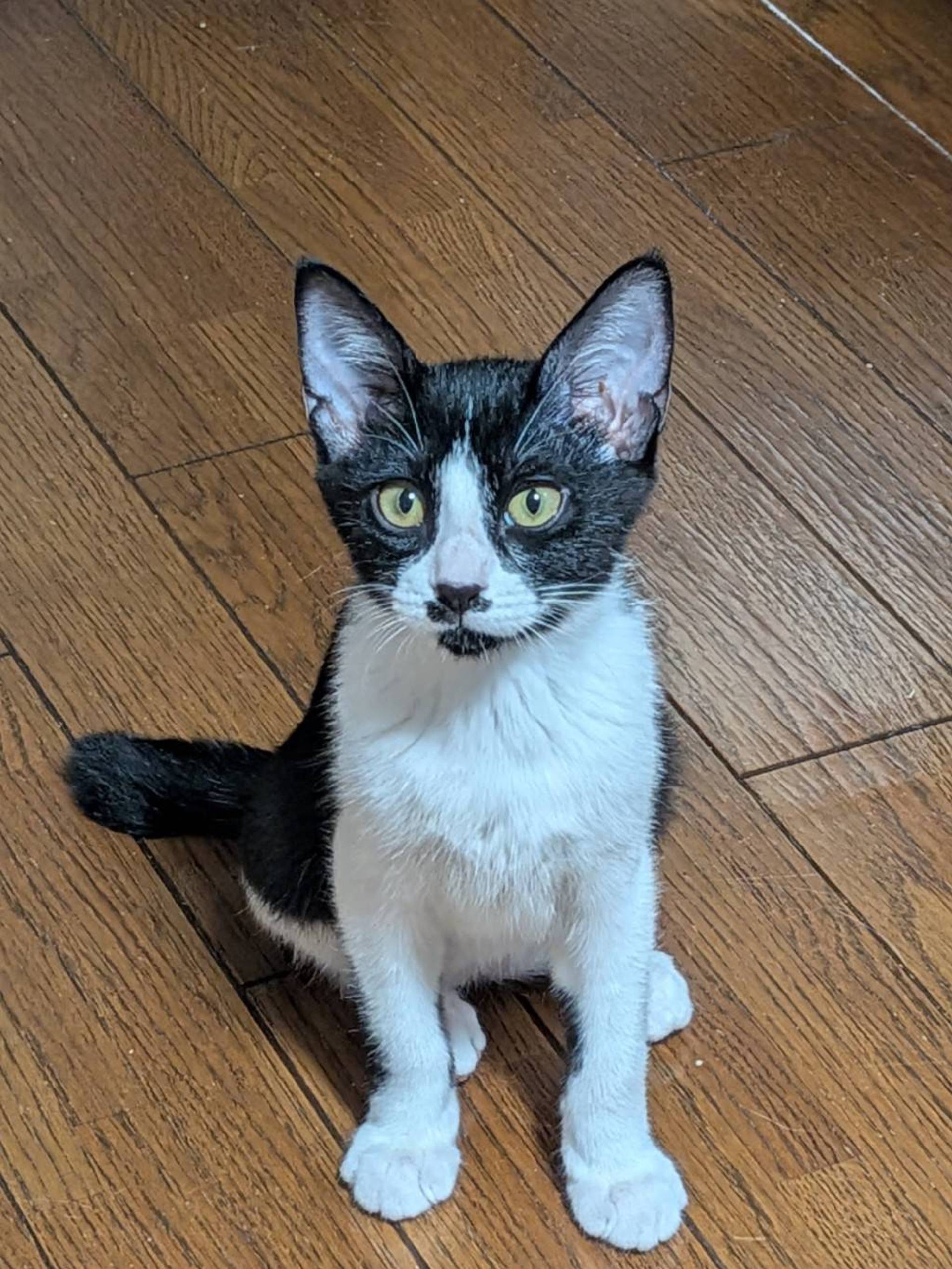 雑種（ミックス猫）・オスの里親募集の写真