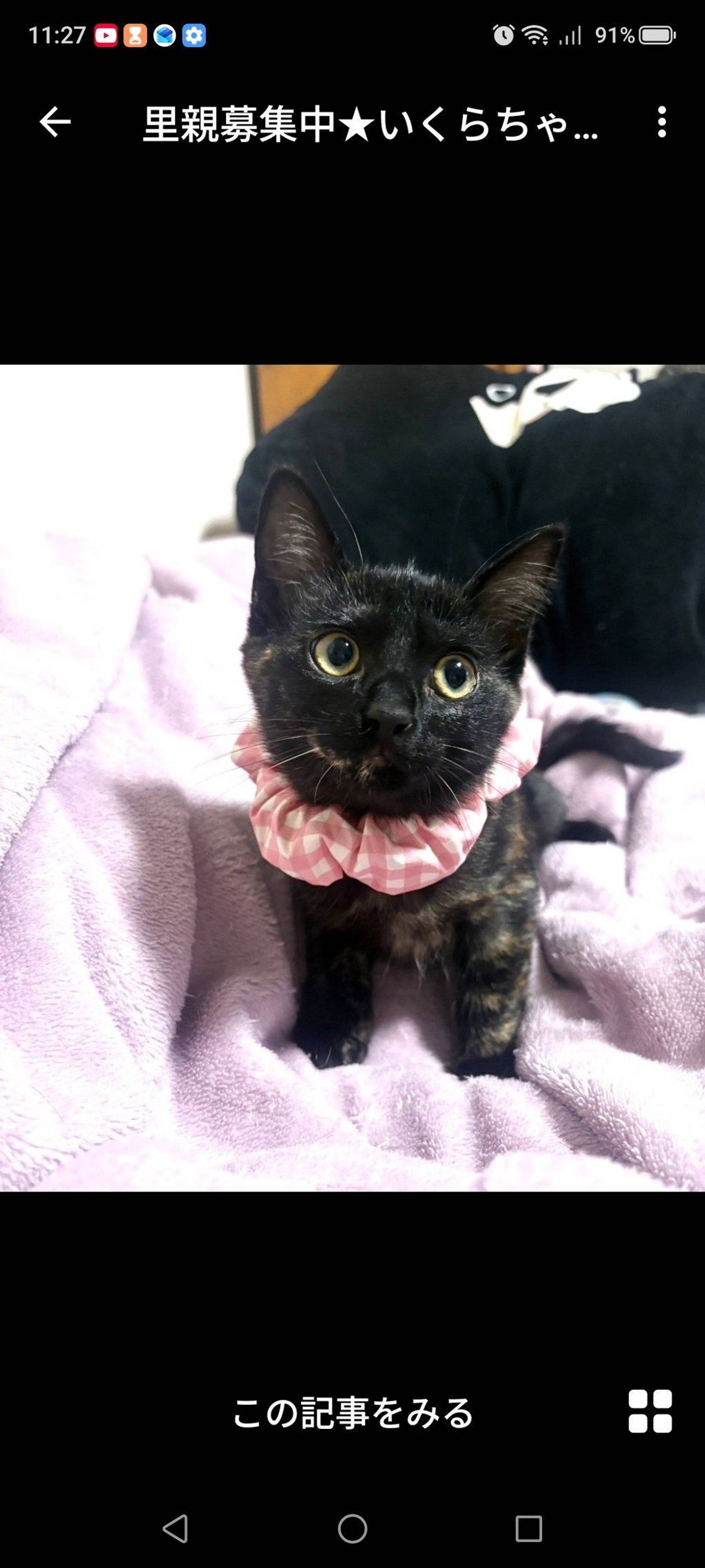 雑種（ミックス猫）・メスの里親募集の写真