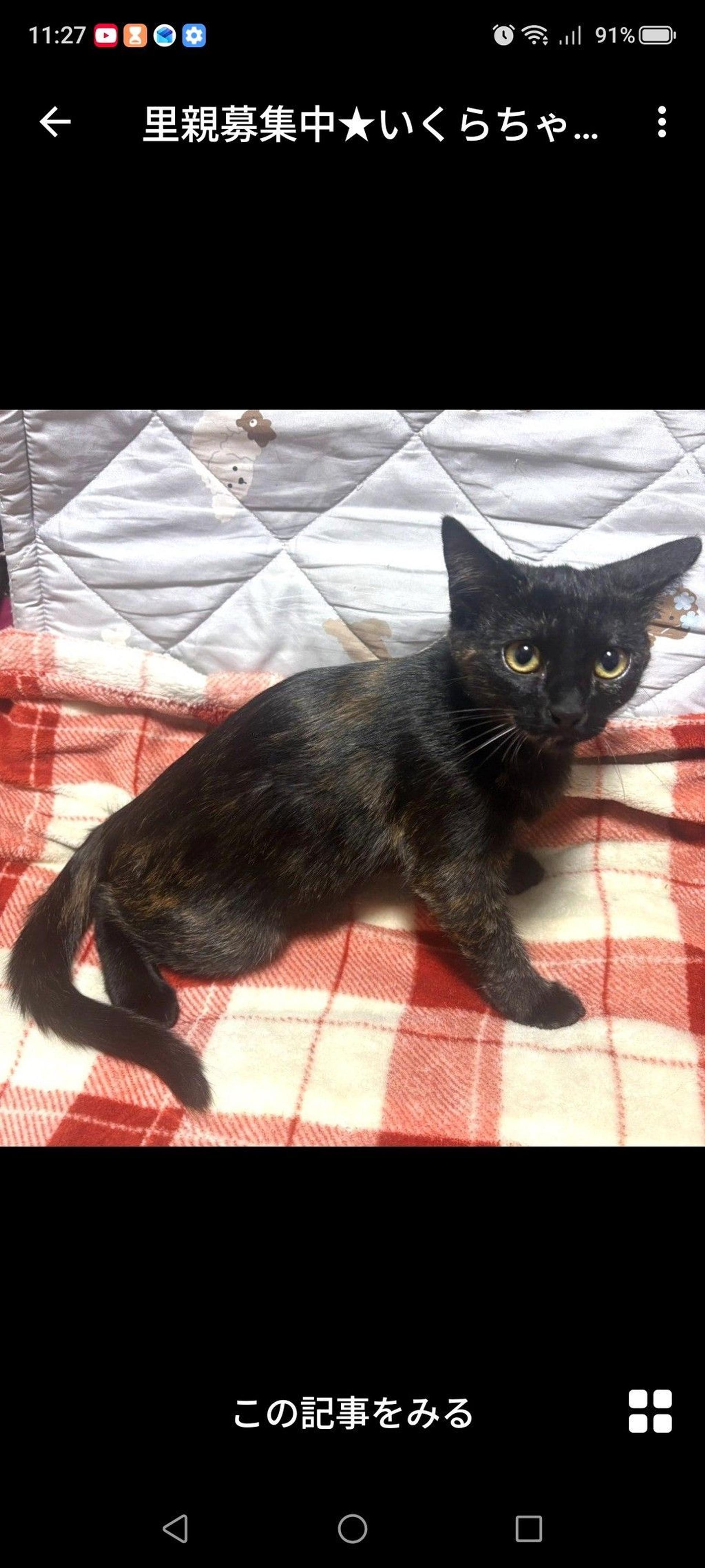 pet-image-3