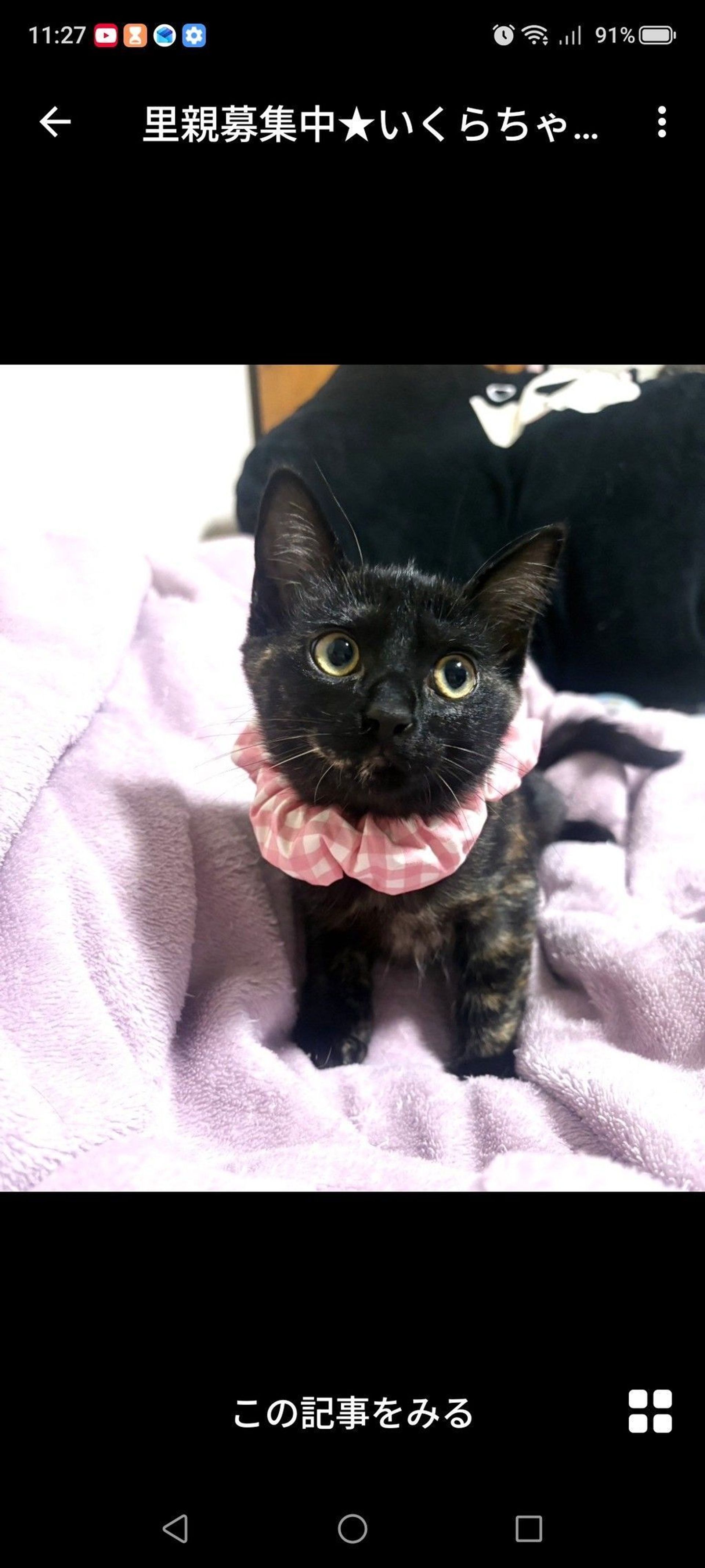 雑種（ミックス猫）・メスの里親募集の写真