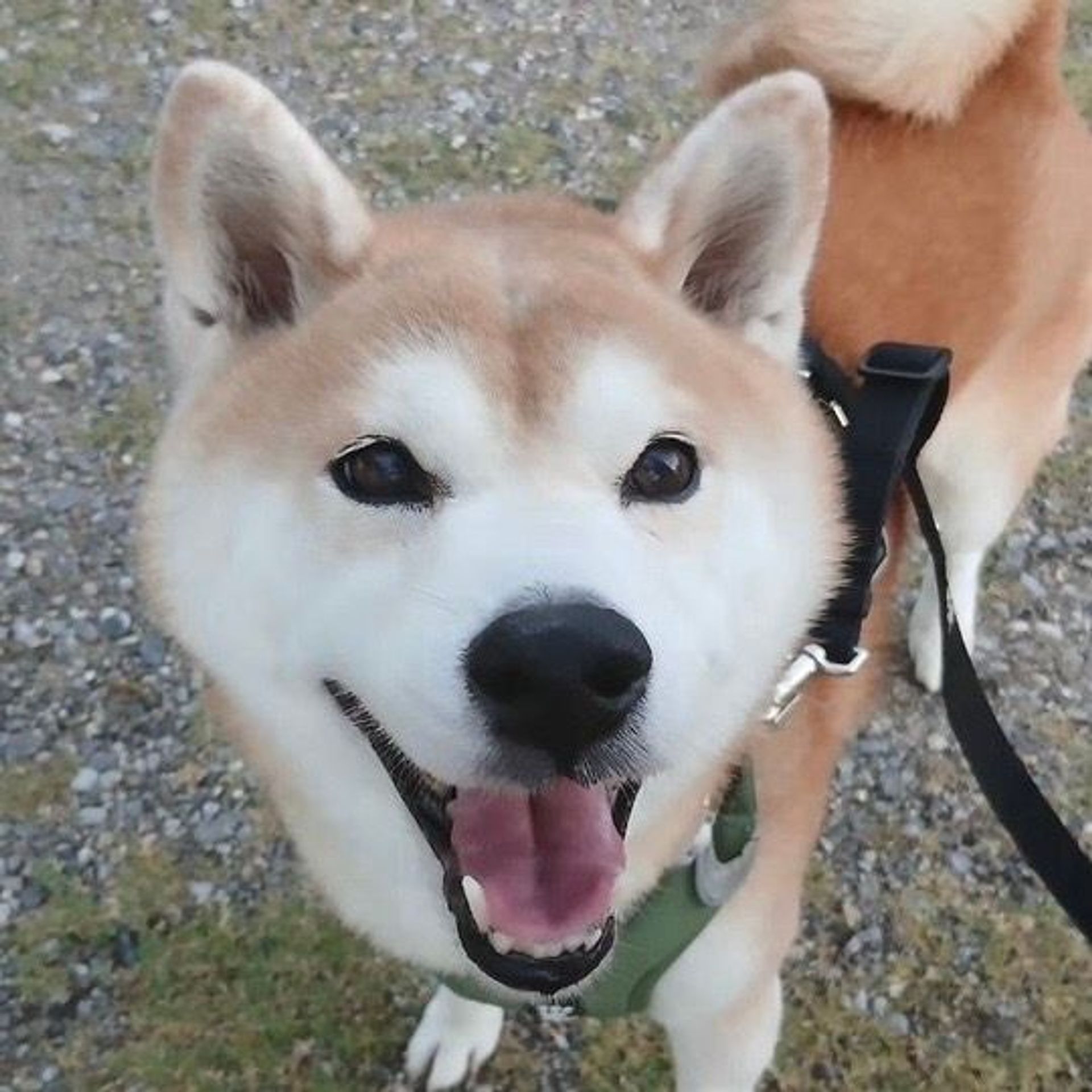 柴犬・オスの里親募集の写真