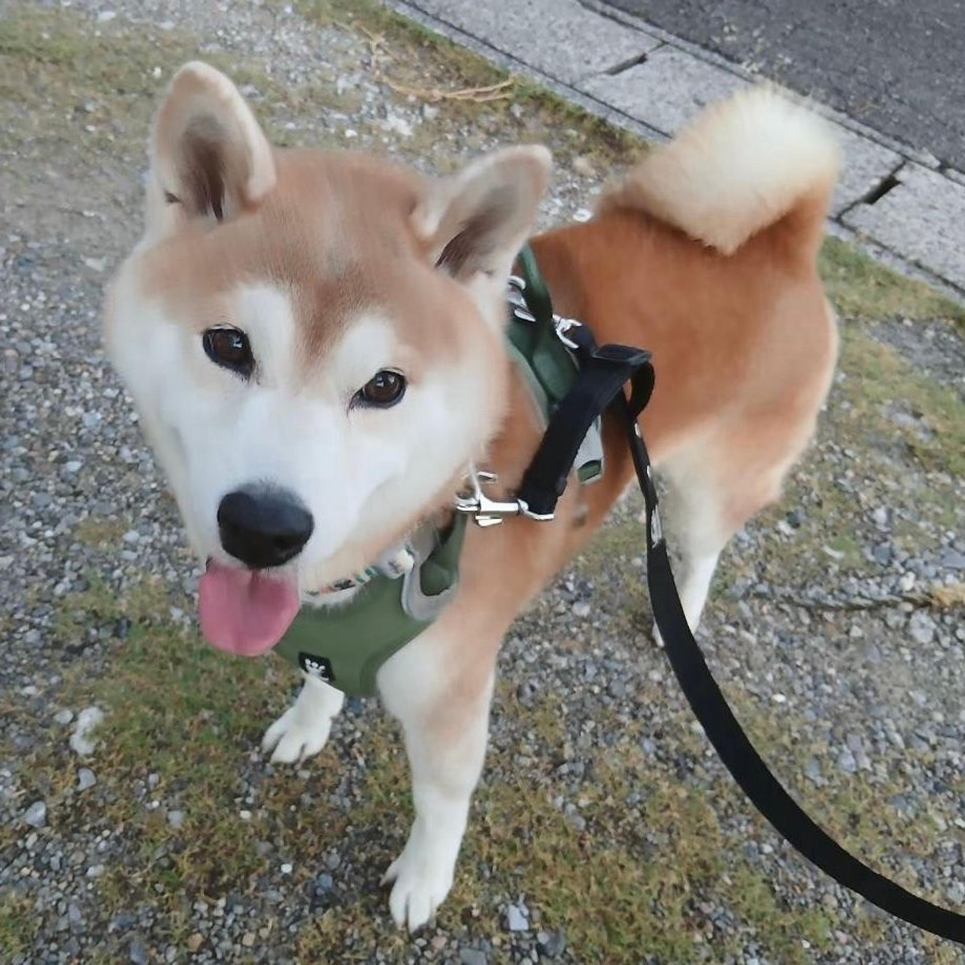 pet-image-2