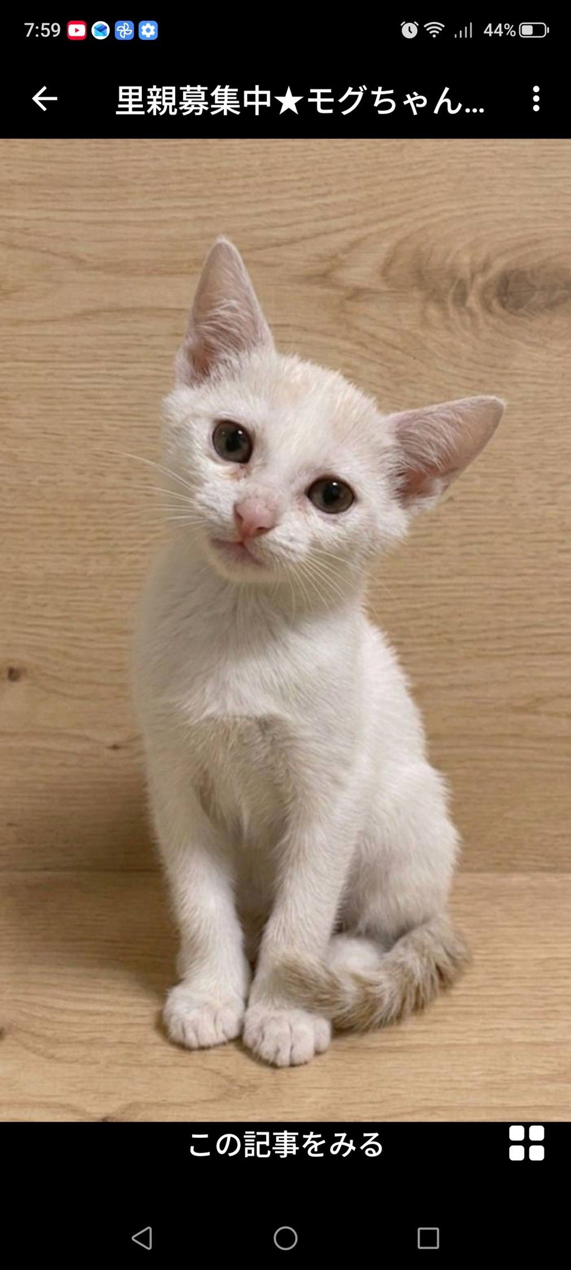 雑種（ミックス猫）・メスの里親募集の写真