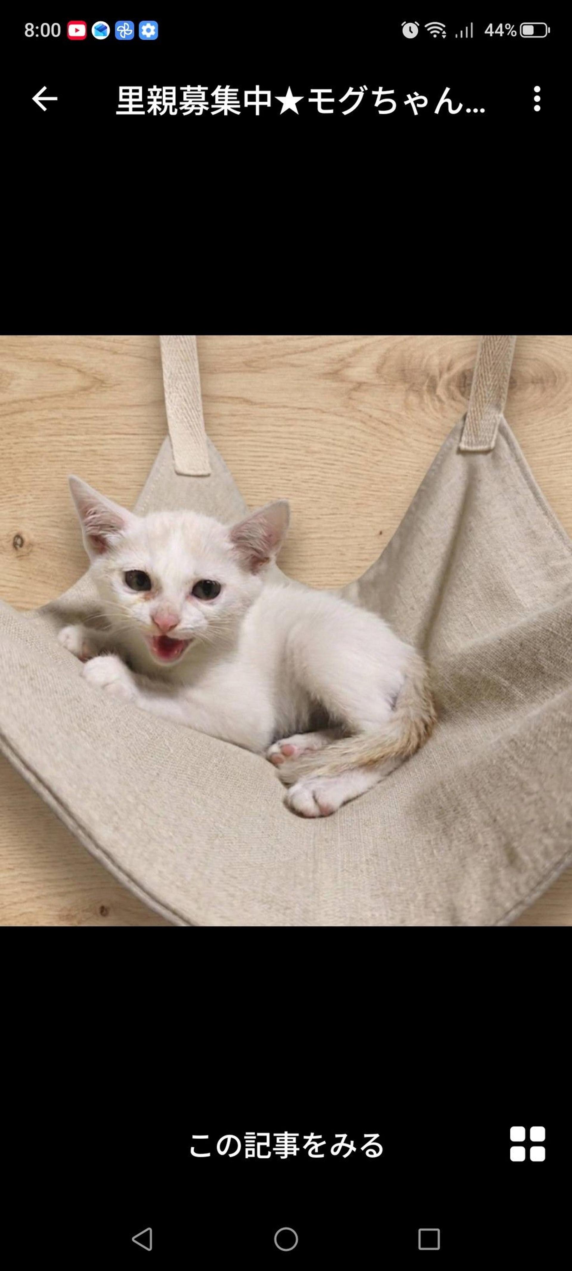 pet-image-2