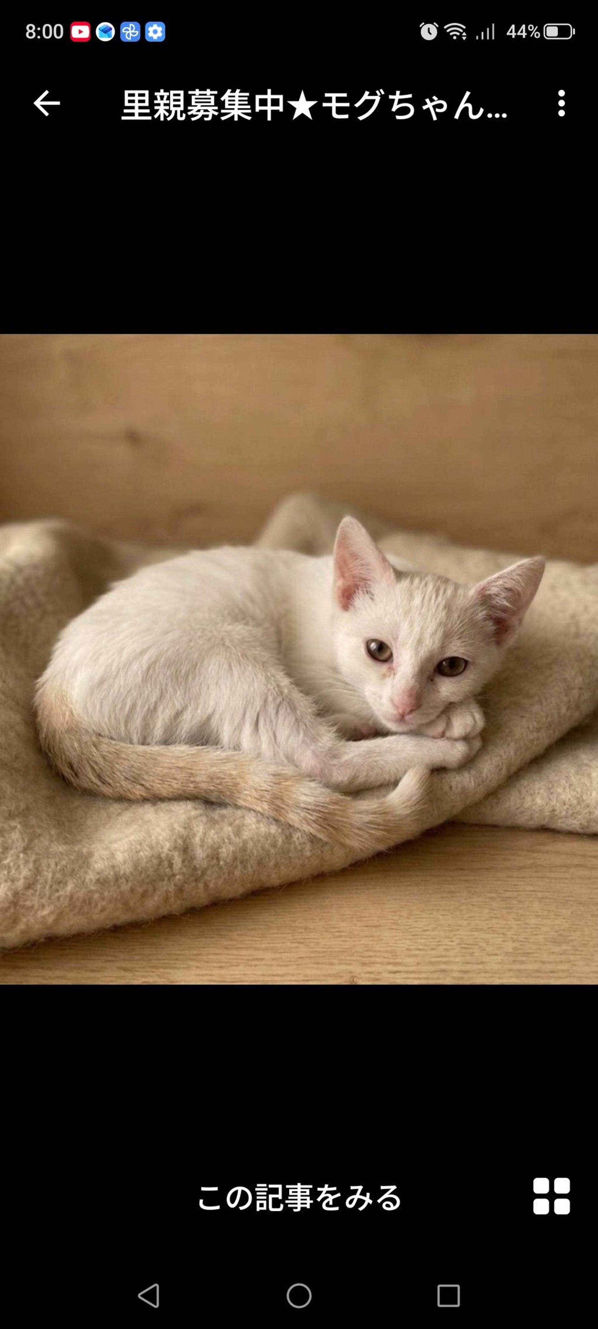 pet-image-3