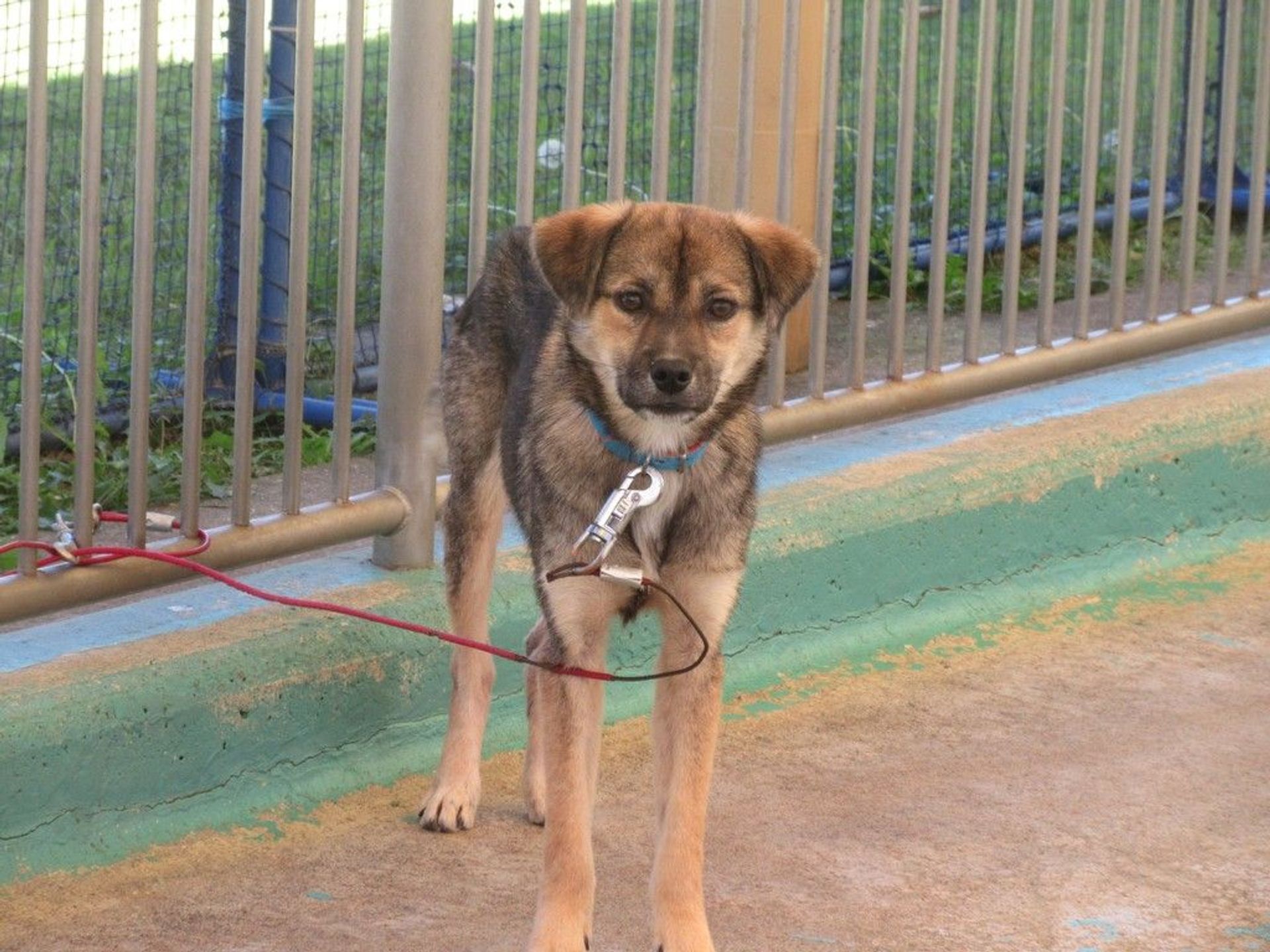 雑種（ミックス犬）・オスの里親募集の写真