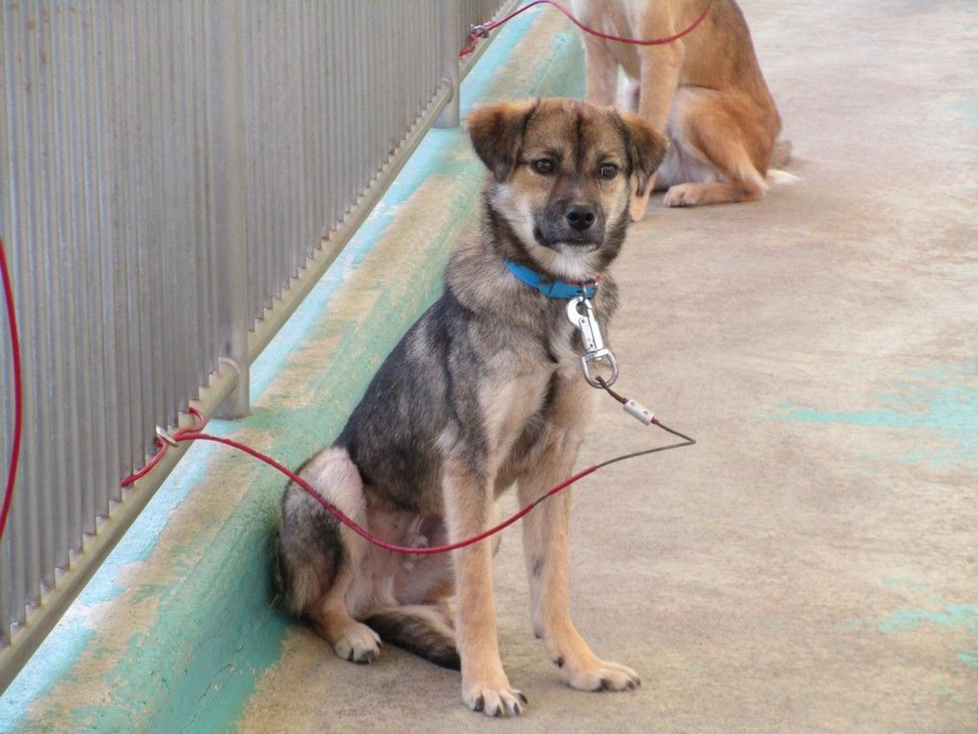 pet-image-2